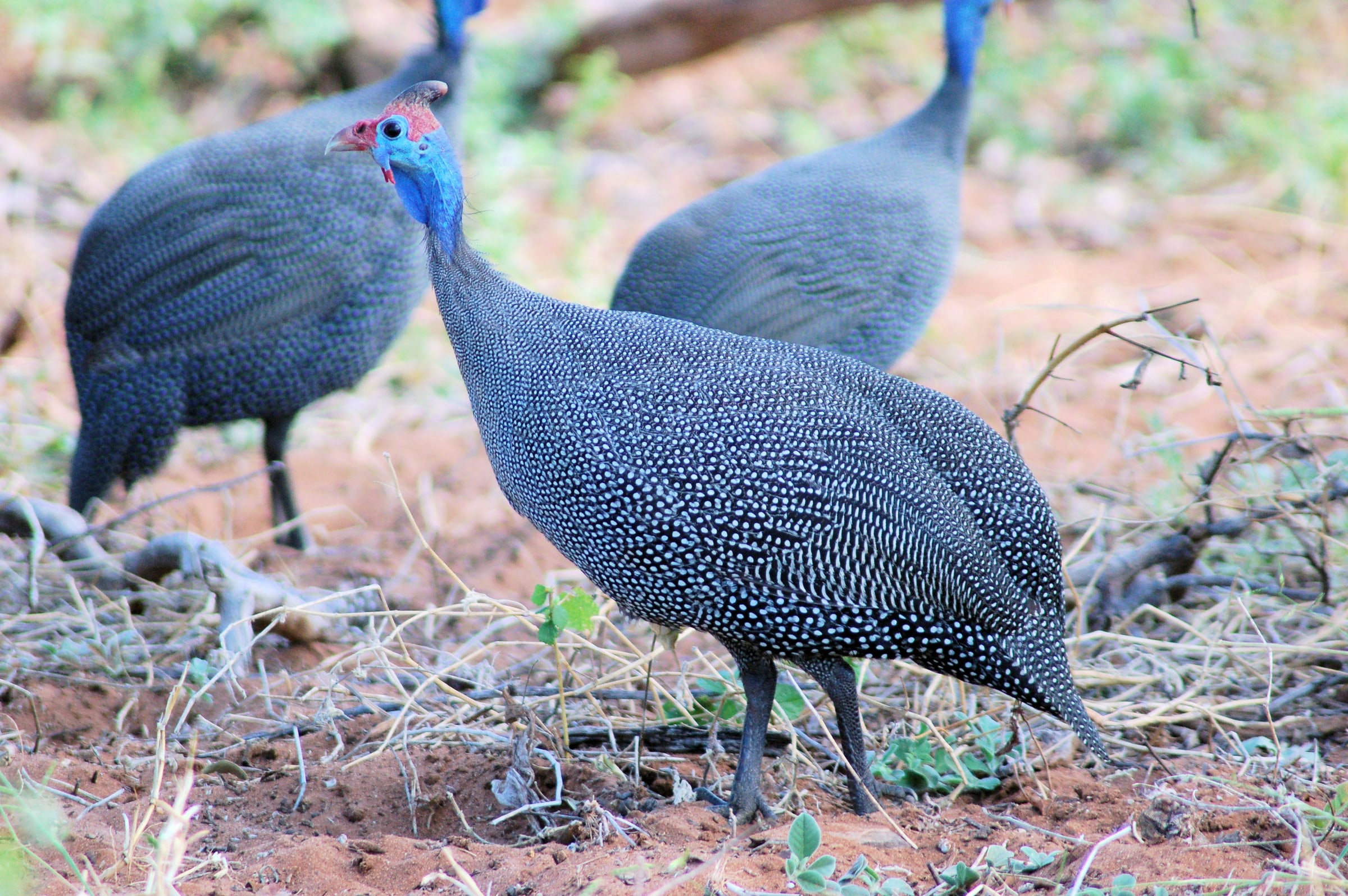 A Helmeted Guineafowl near Chobe River front, Botswana.