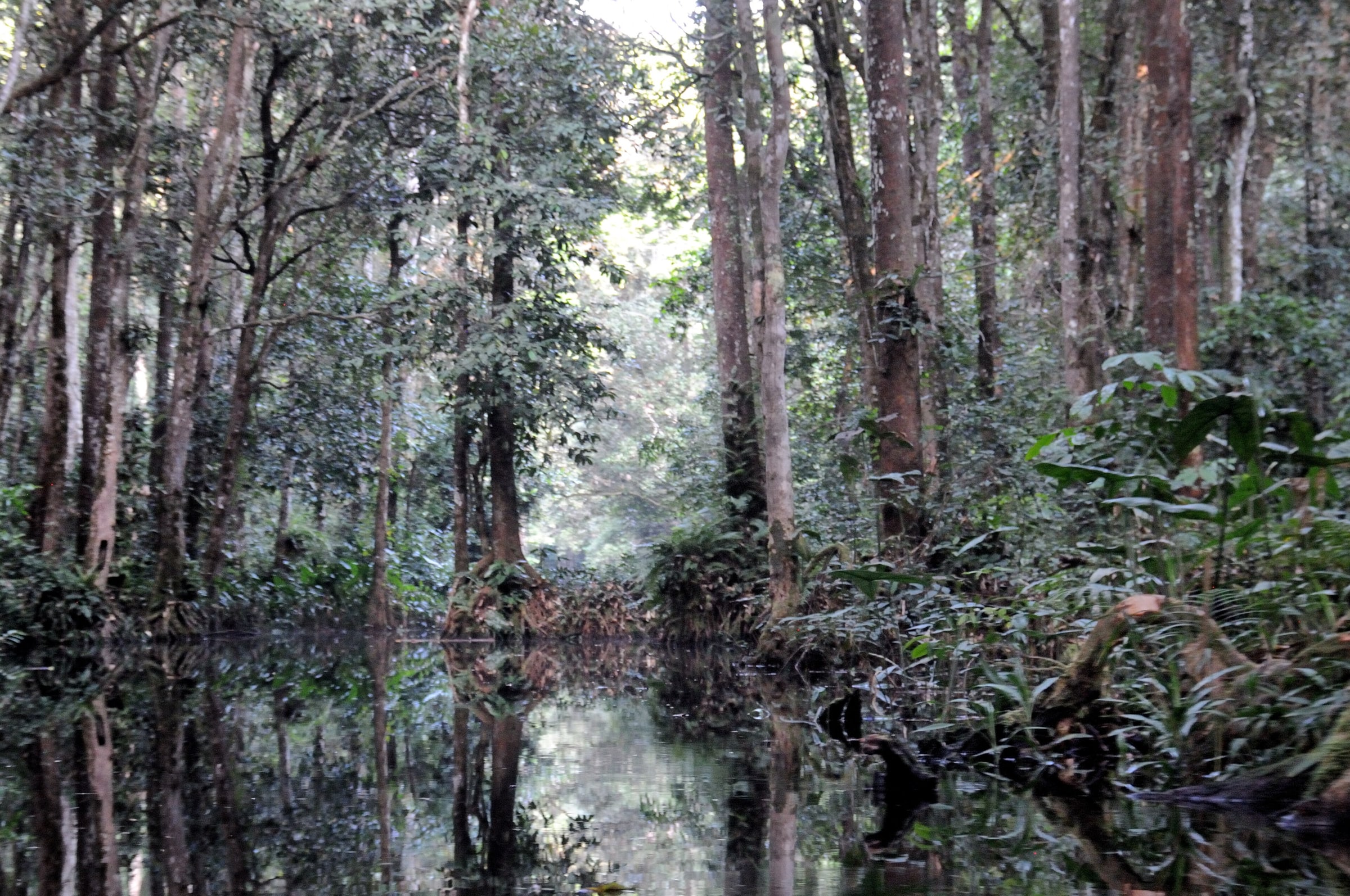 Flooded tropical rainforest in the Black Forest, an extensive swamp forest system in the southeastern part of Nouabalé-Ndoki National Park, Republic of the Congo.
