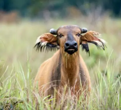 An African forest buffalo in the Congo