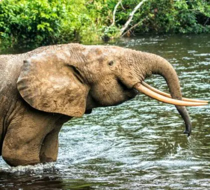 Forest elephants in the Congo