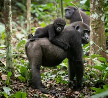 Gorillas in the Congo