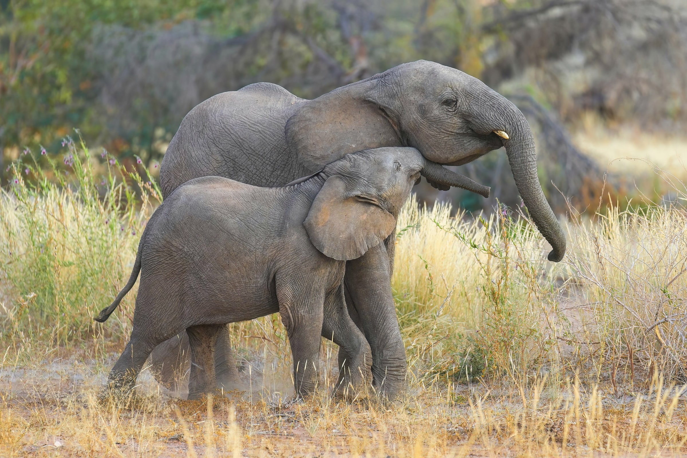 Desert-adapted baby elephants cuddling in Damaraland, Namibia