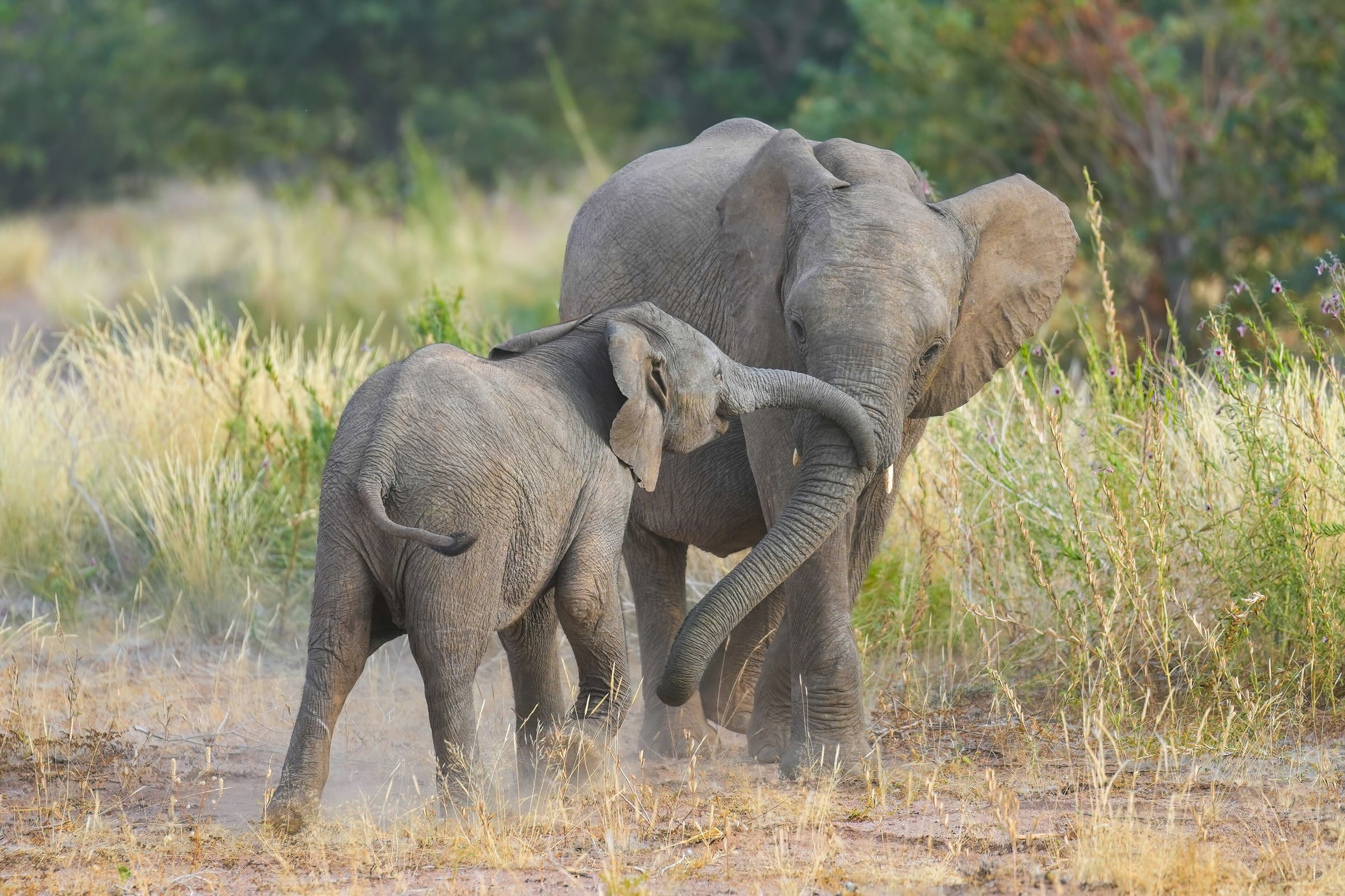 Desert-adapted baby elephants playing in Damaraland, Namibia
