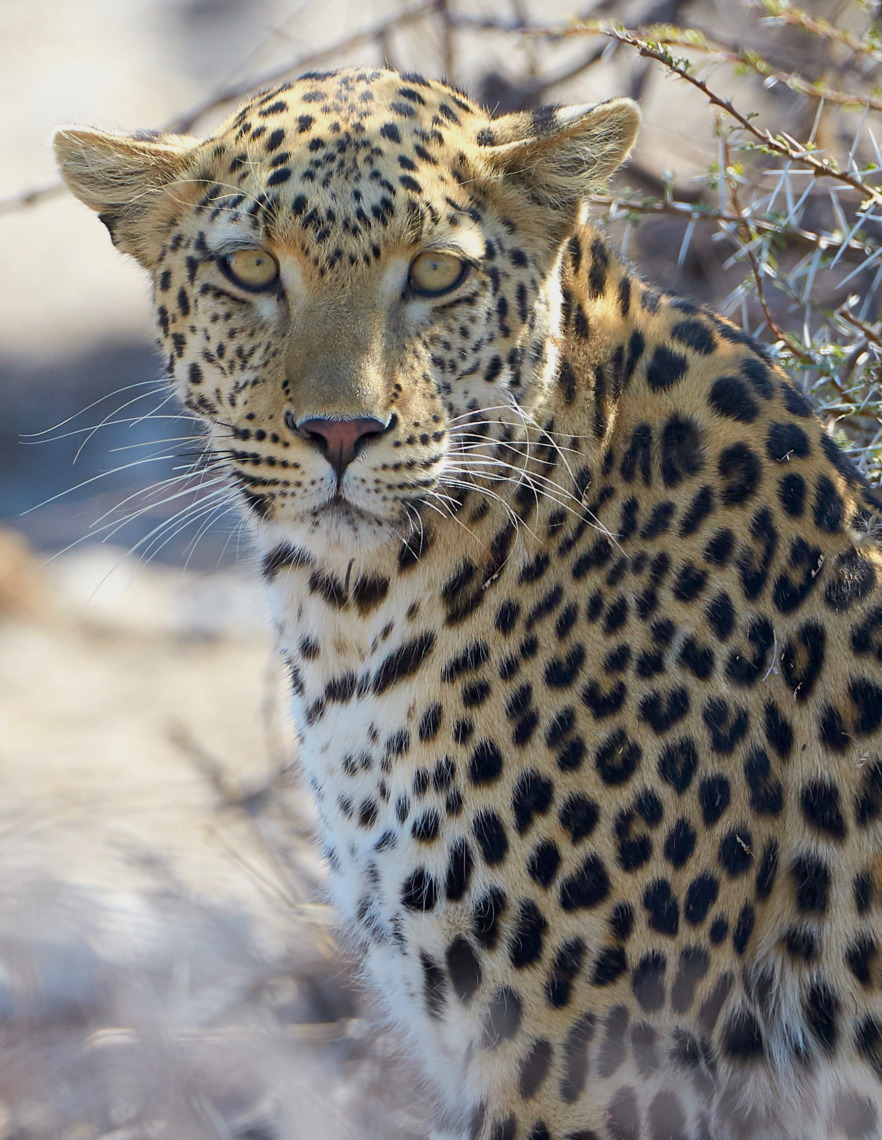 African Leopard ( Panthera pardus pardus ) awaking from a nap near the near Okevi waterhole in Etosha National Park (Namibia).