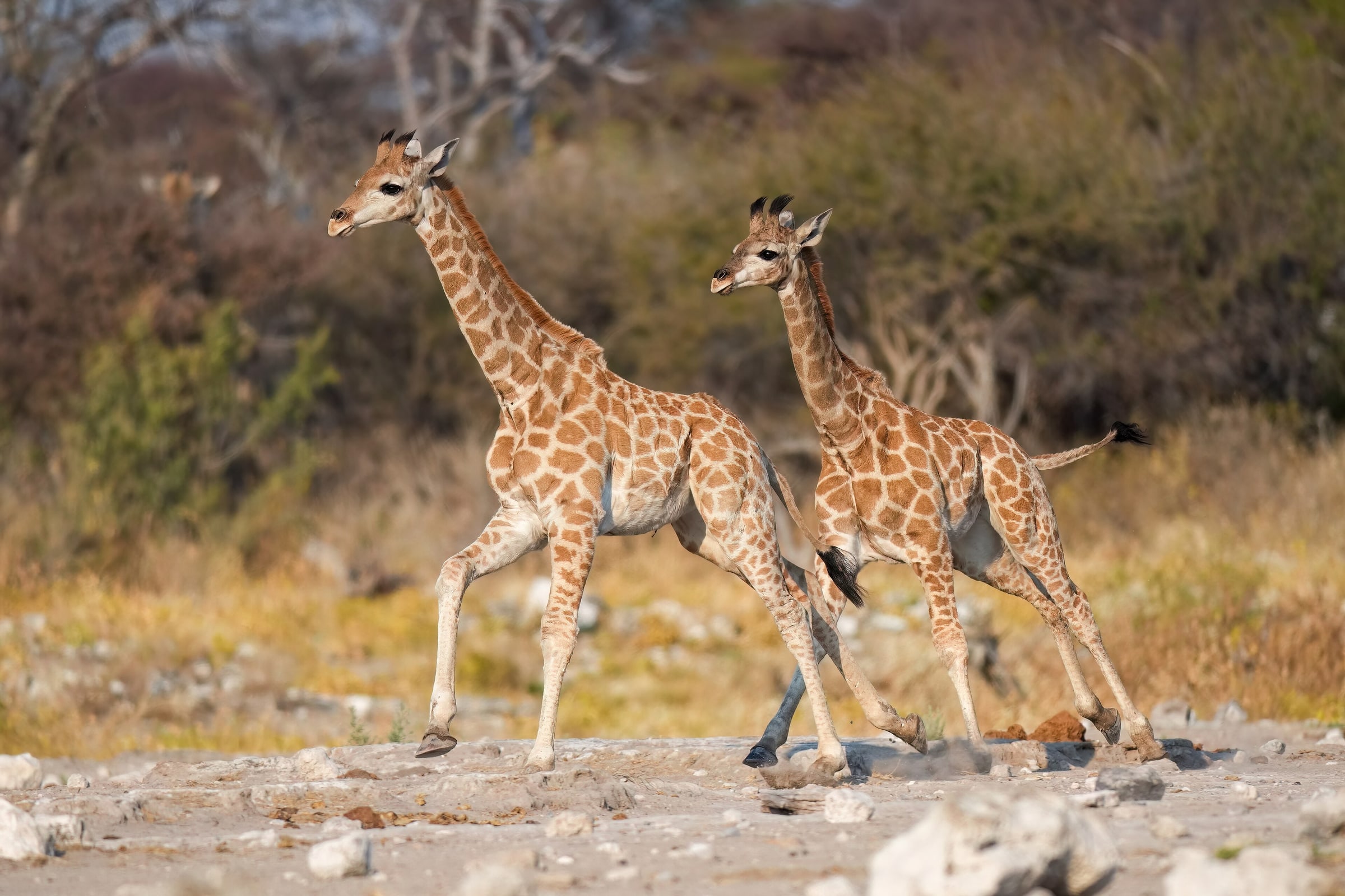 Baby Angolan giraffes running after each other in Etosha National Park, Namibia