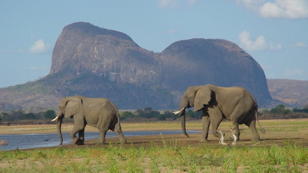 Elephants below Mount Gorongosa, Mozambique