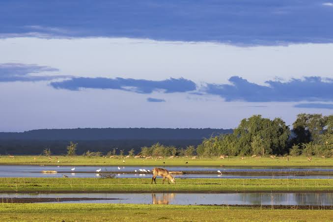 A game drive crossing a floodplain in Gorongosa