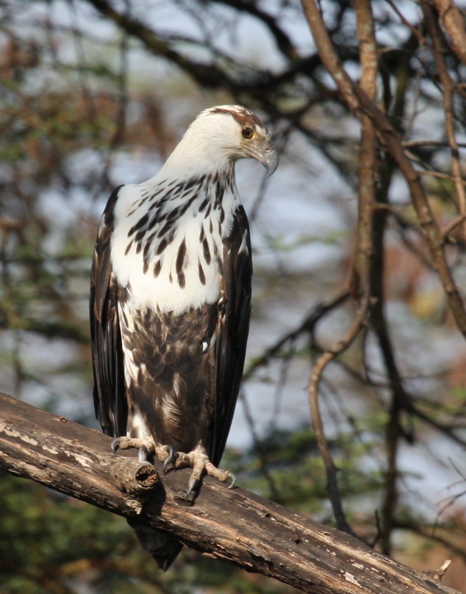 A young African fish eagle near Grumeti, Tanzania