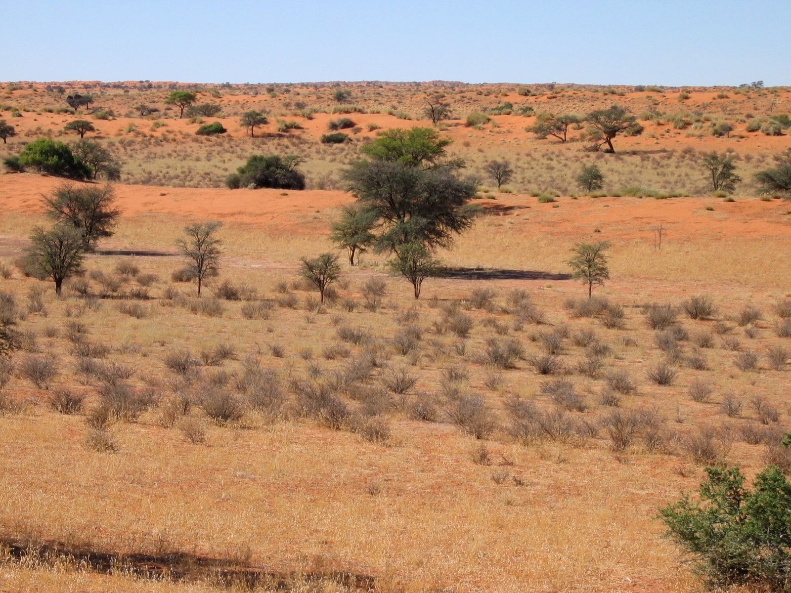 Road C14, Kalahari, Namibia