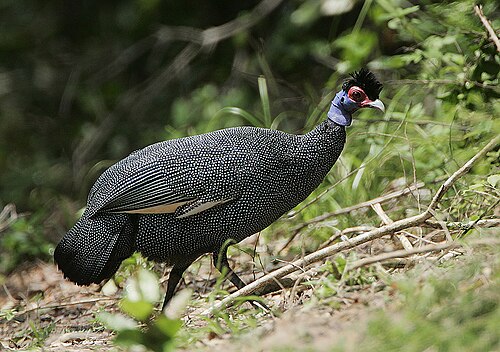 A Crested Guineafowl in Gede, Coast Province, Kenya.