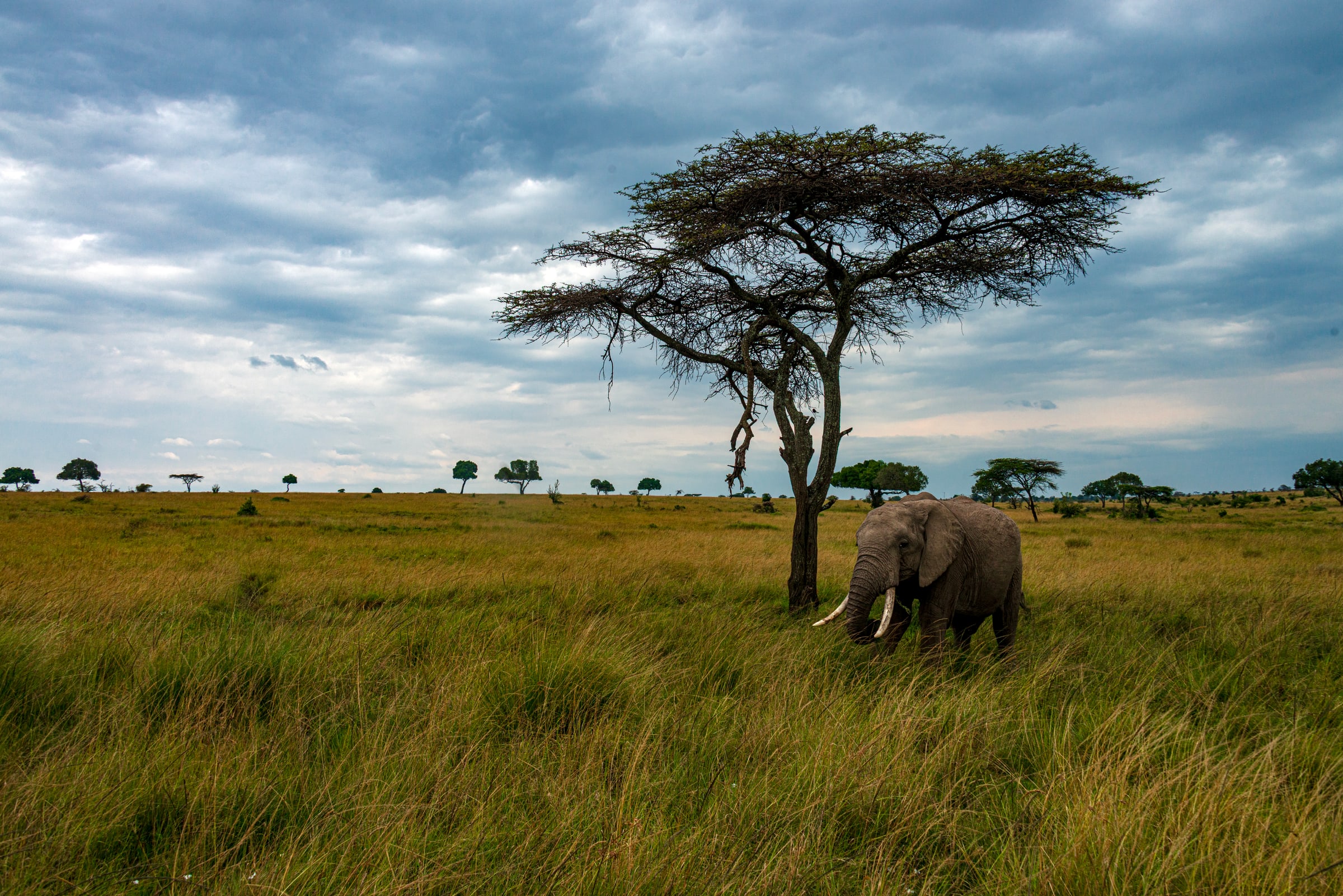 An elephant on the Masai Mara plains beneath an acacia, Kenya