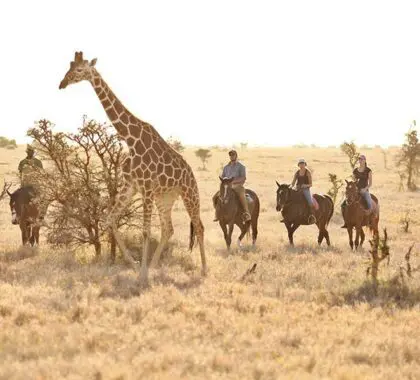 Lewa Wilderness, Laikipia, Kenya