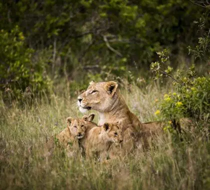Segera, Laikipia, Kenya