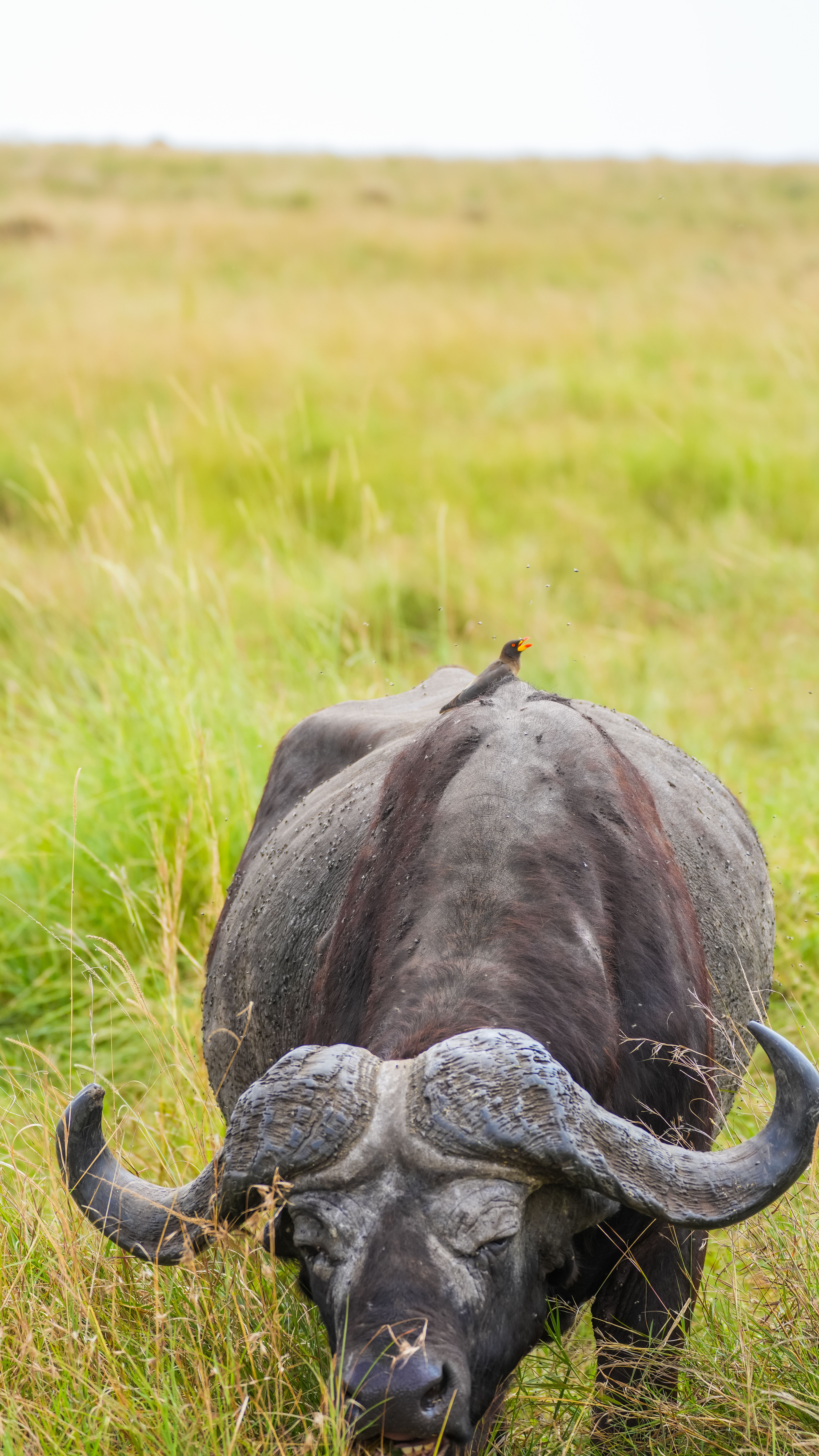 Wildlife on a Kenya safari