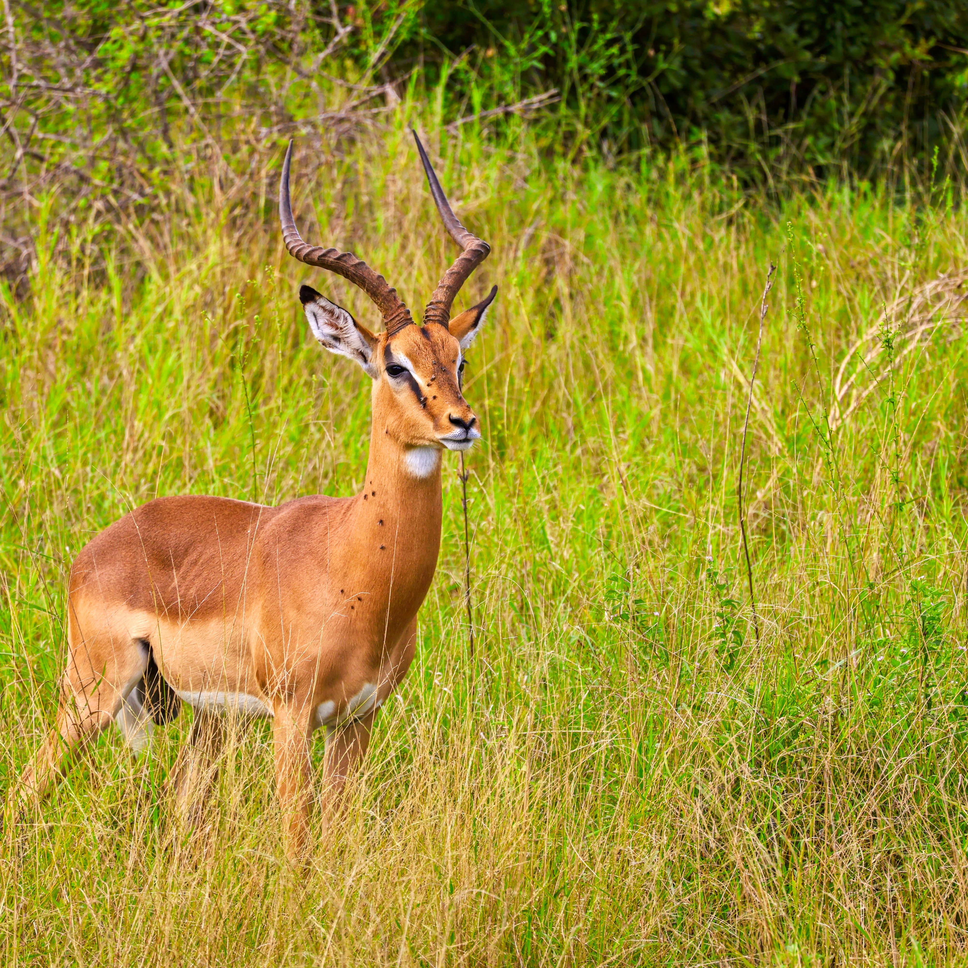 An impala in tall Kenyan grass