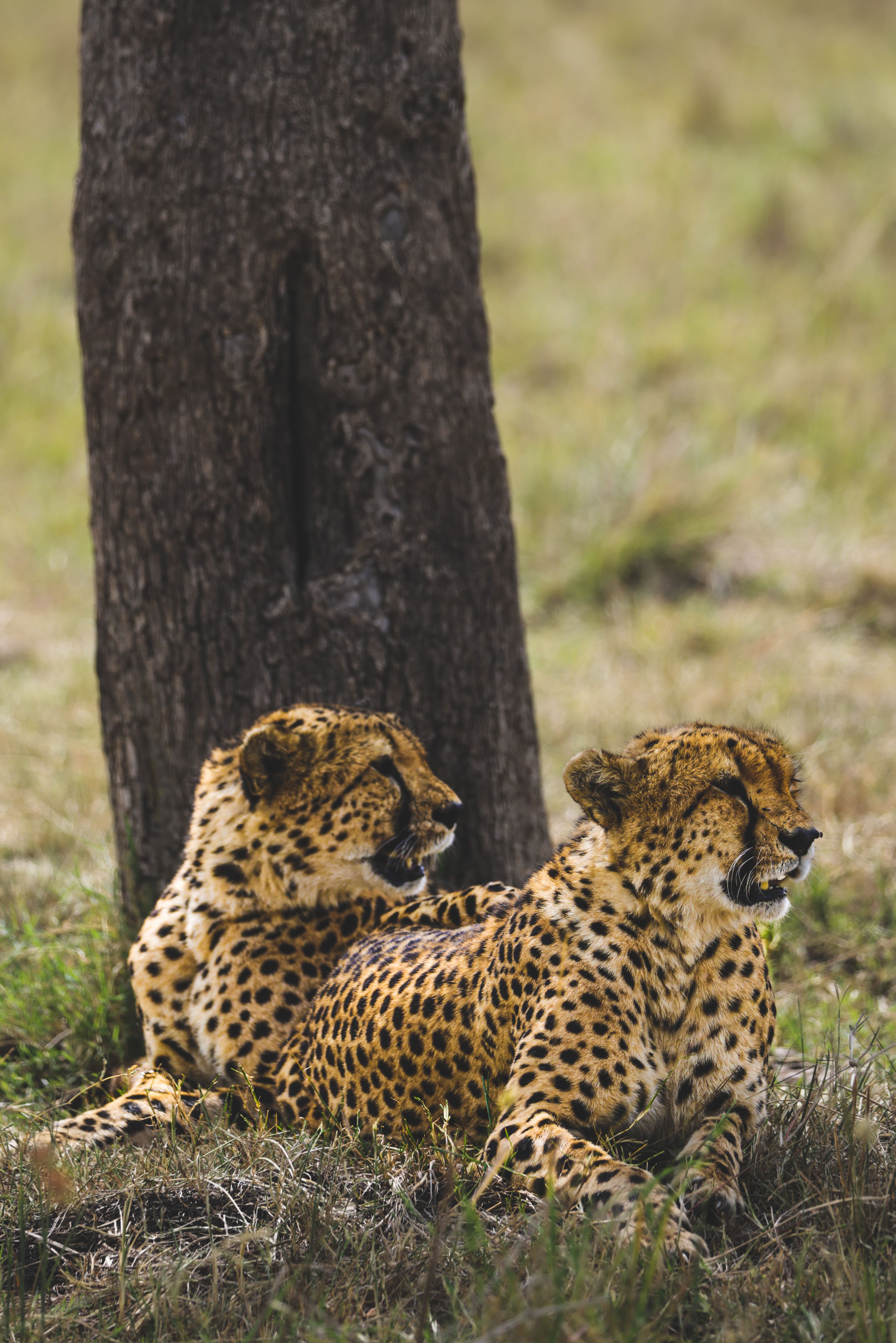 Two cheetahs resting against a tree in Kenya