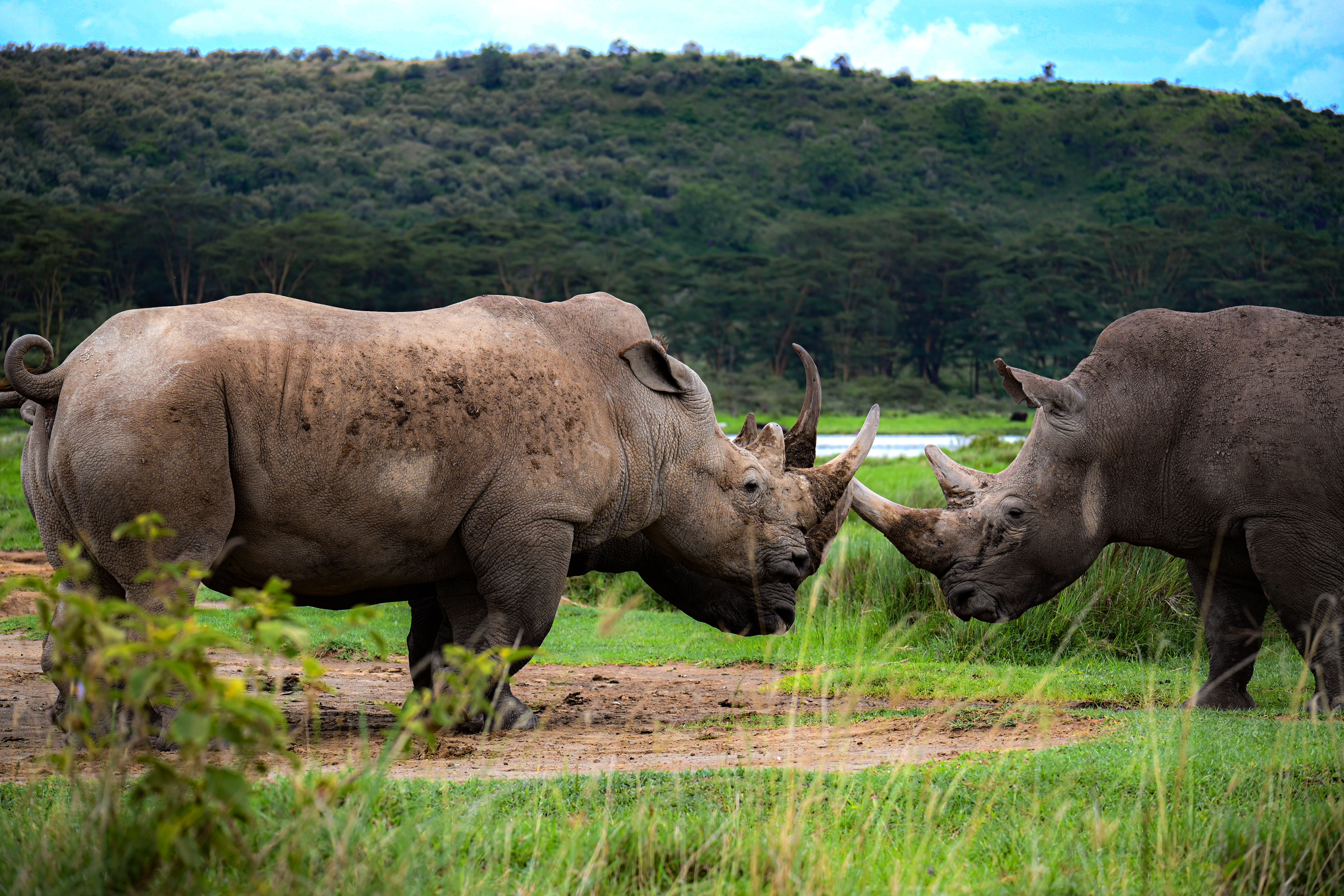 Two rhinos facing each other in Kenya