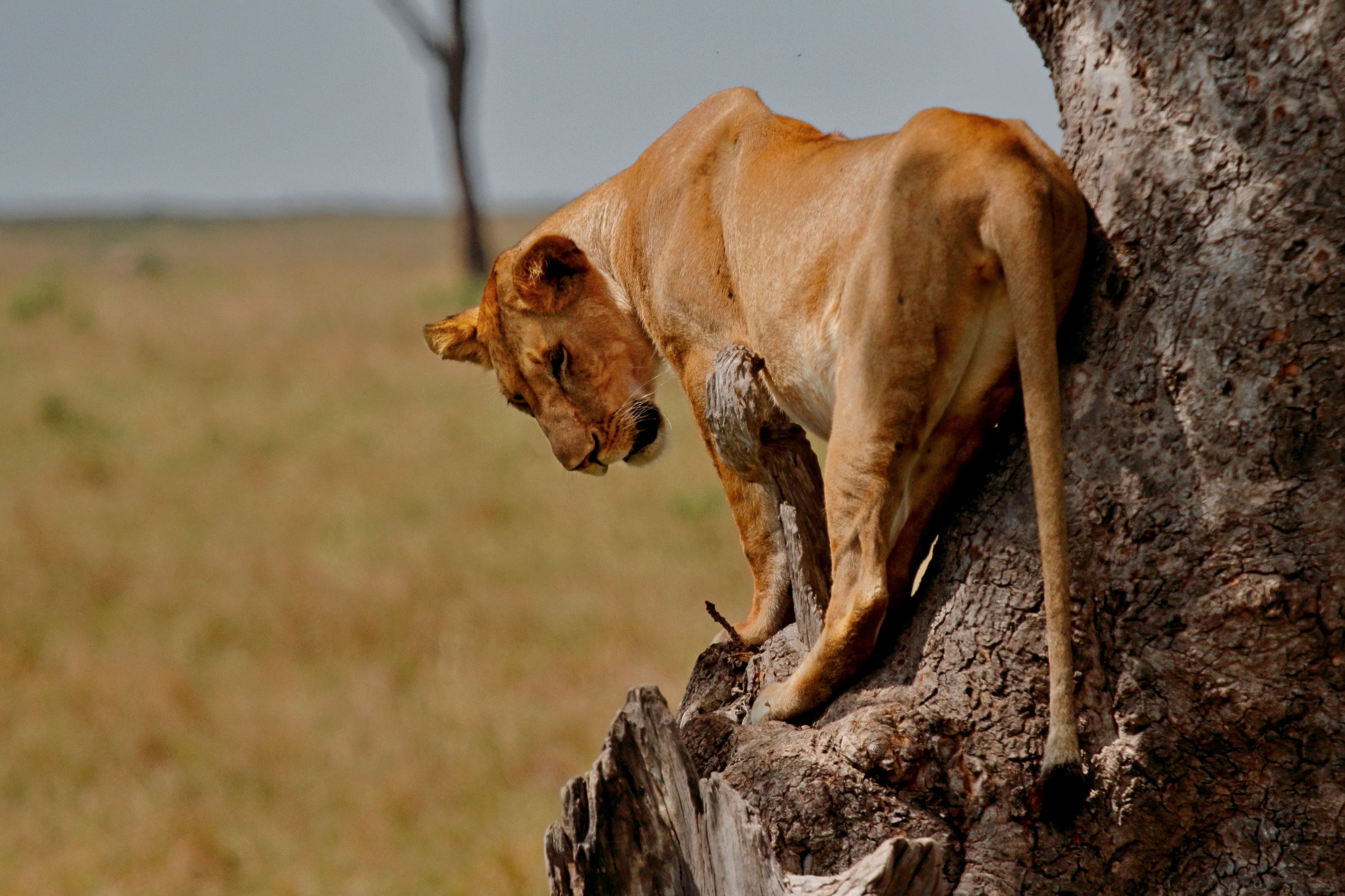 Wildlife on a Kenya safari