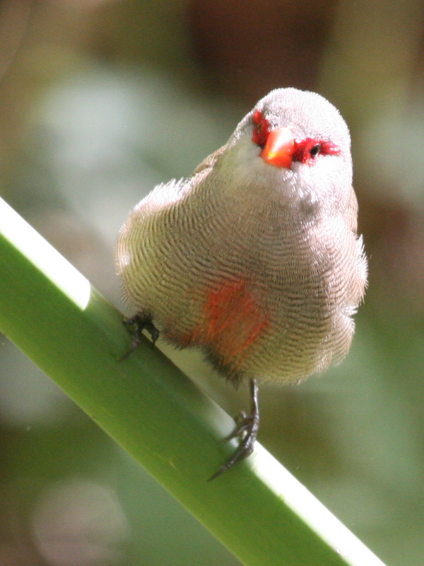 Common Waxbill Estrilda astrild , Kirstenbosch Botanical Gardens, Cape Town, South Africa.