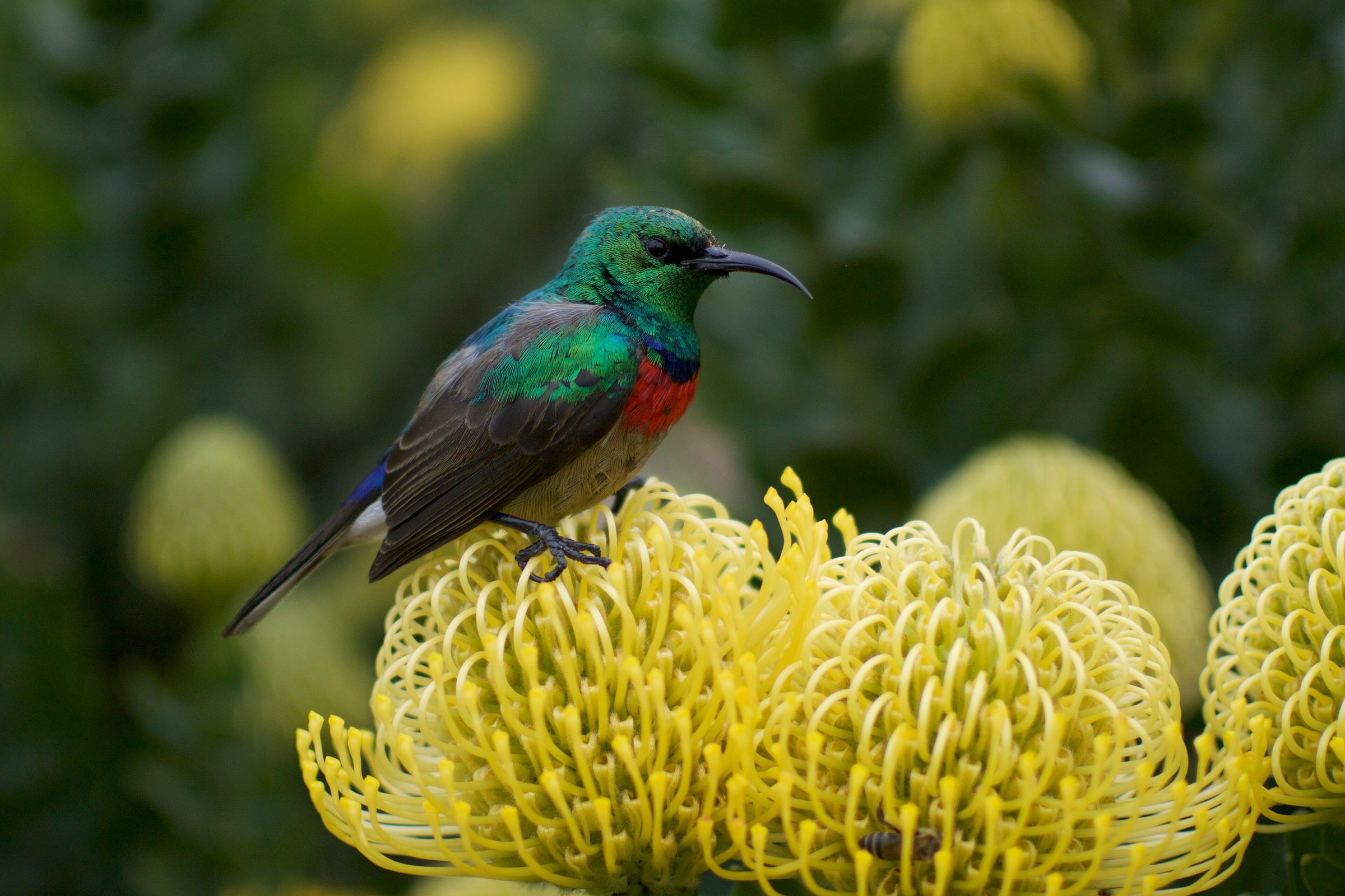 Kirstenbosch National Botanical Garden, Cape Town, South Africa
