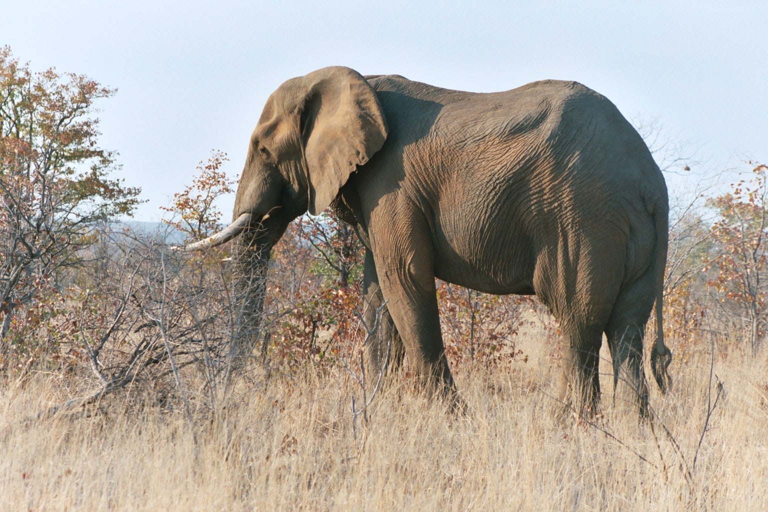 A bull elephant in mopane woodland in the northern Kruger National Park, South Africa