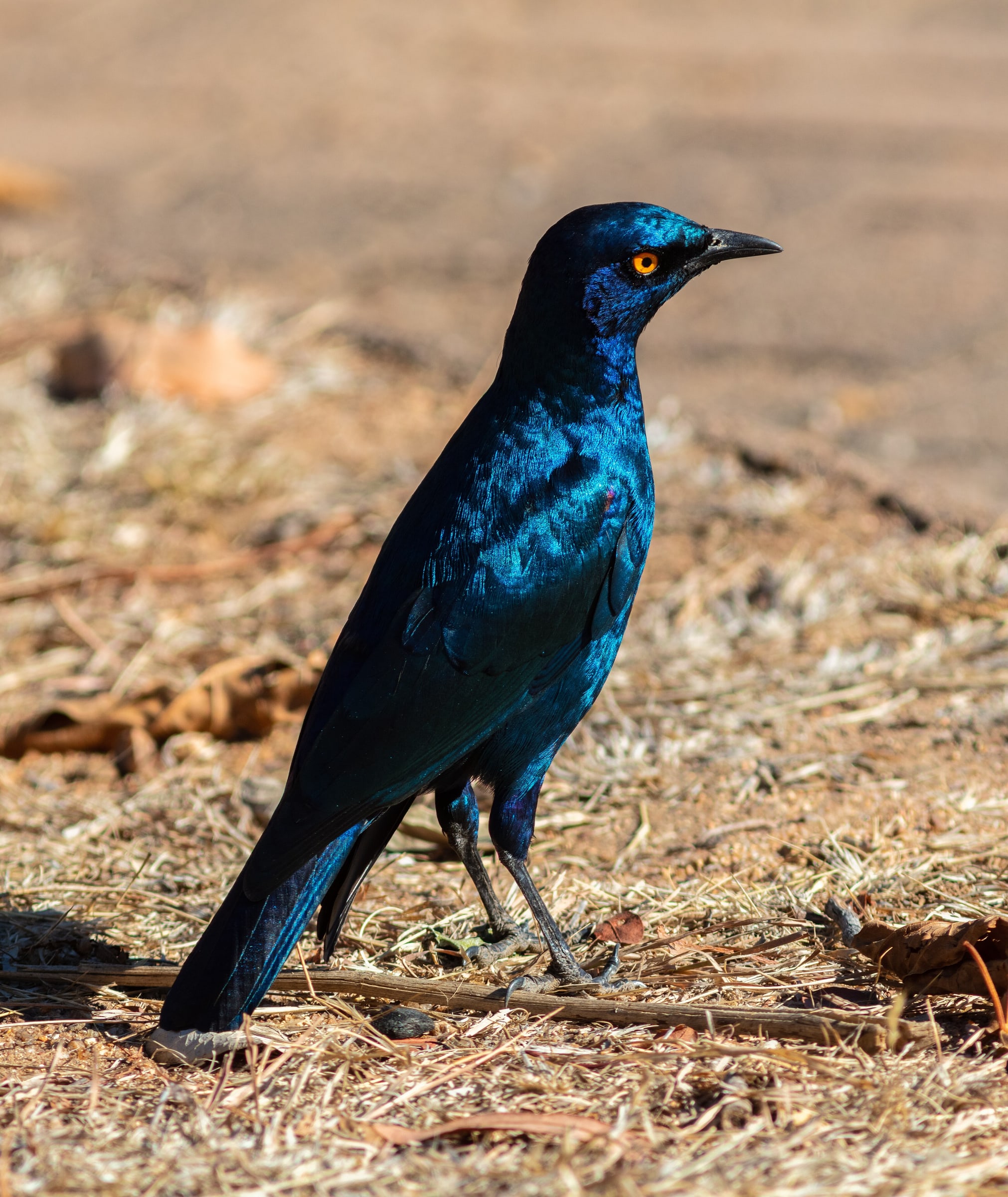 Cape starling ( Lamprotornis nitens ), Kruger National Park, South Africa