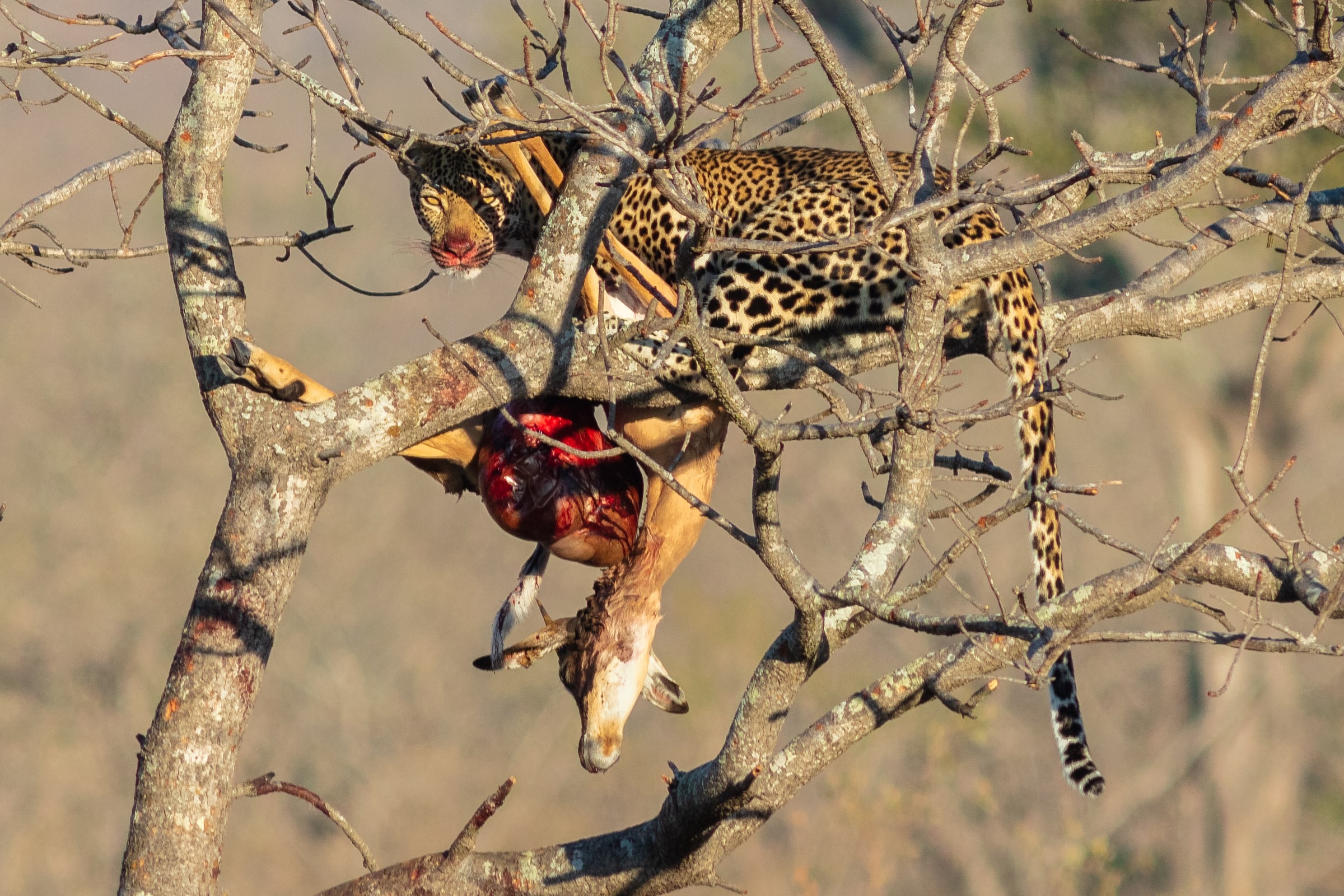 Leopard ( Panthera pardus ) devouring an antelope, Kruger National Park, South Africa