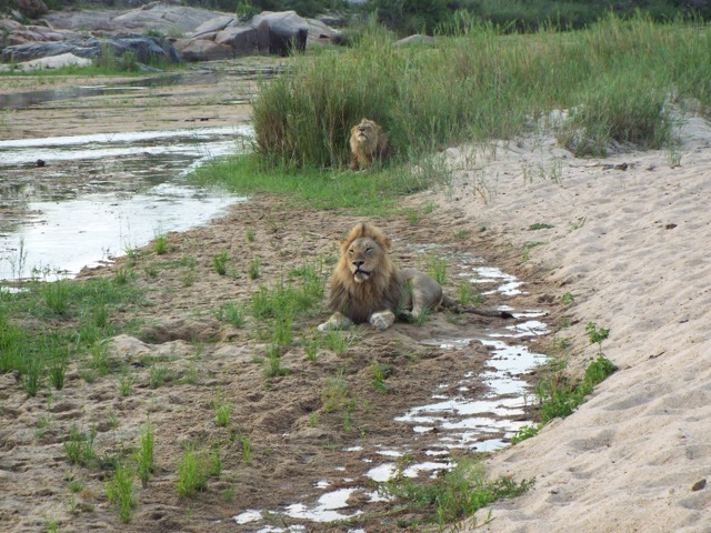 Two lions who are brothers, resting on the bank of the Sand River, at Kirkman's Kamp in the Sabi Sand Game Reserve.