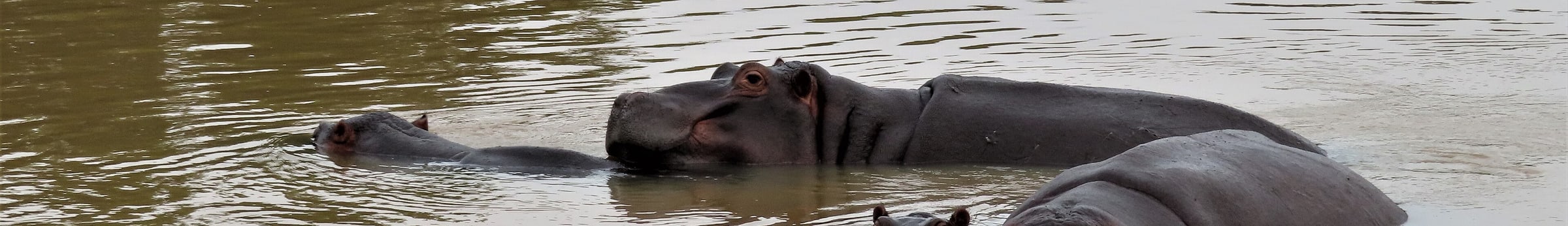 Two hippopotamus mothers with their young at Sabi Sand Private Game Reserve, South Africa