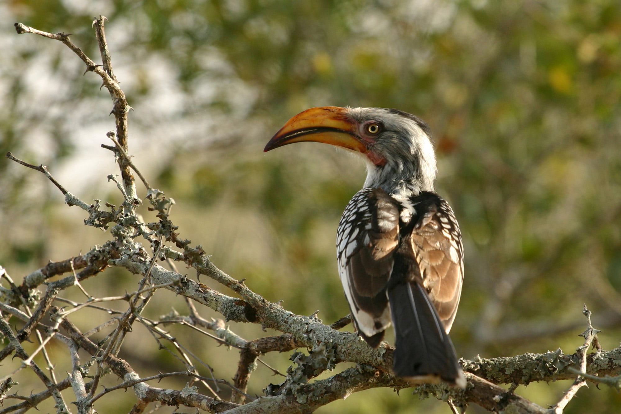 Southern Yellow-billed Hornbill ( Tockus leucomelas ) in Northern Sabi Sand, South Africa.
