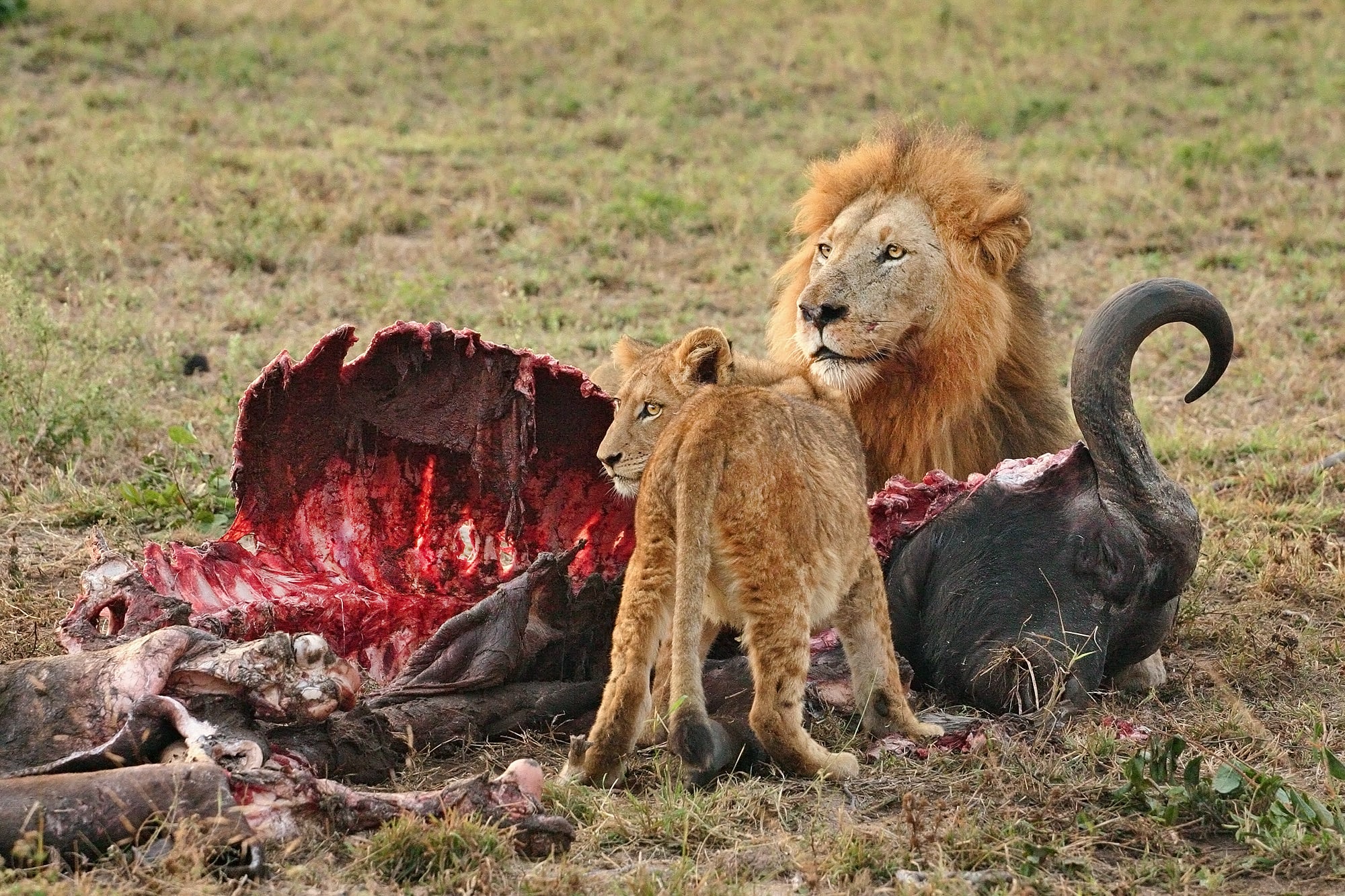 Male Lion (Panthera leo) and Cub eating a Cape Buffalo in Northern Sabi Sand Game Reserve , South Africa.