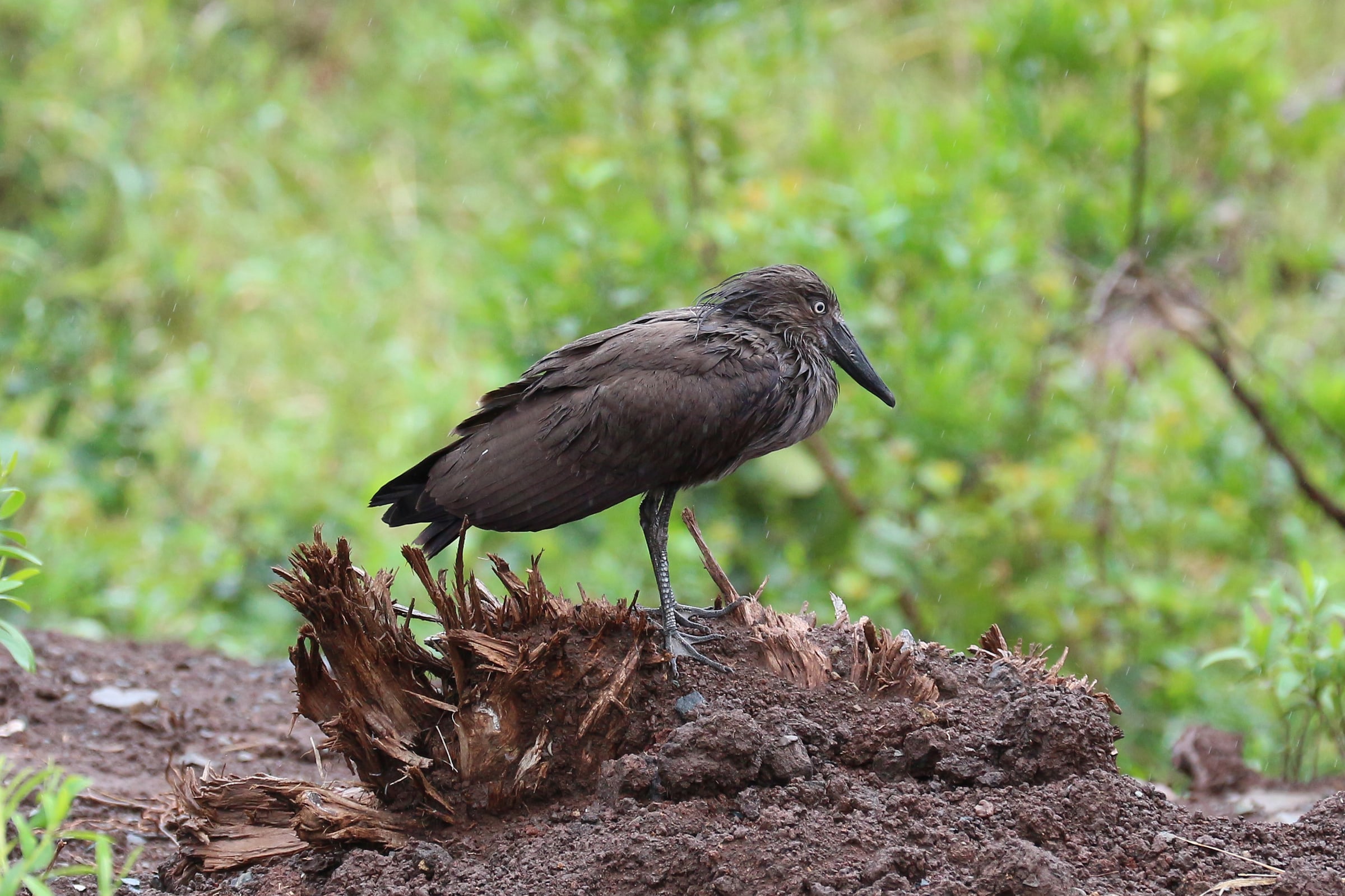 A hamerkop in Hluhluwe–Imfolozi Park, KwaZulu-Natal
