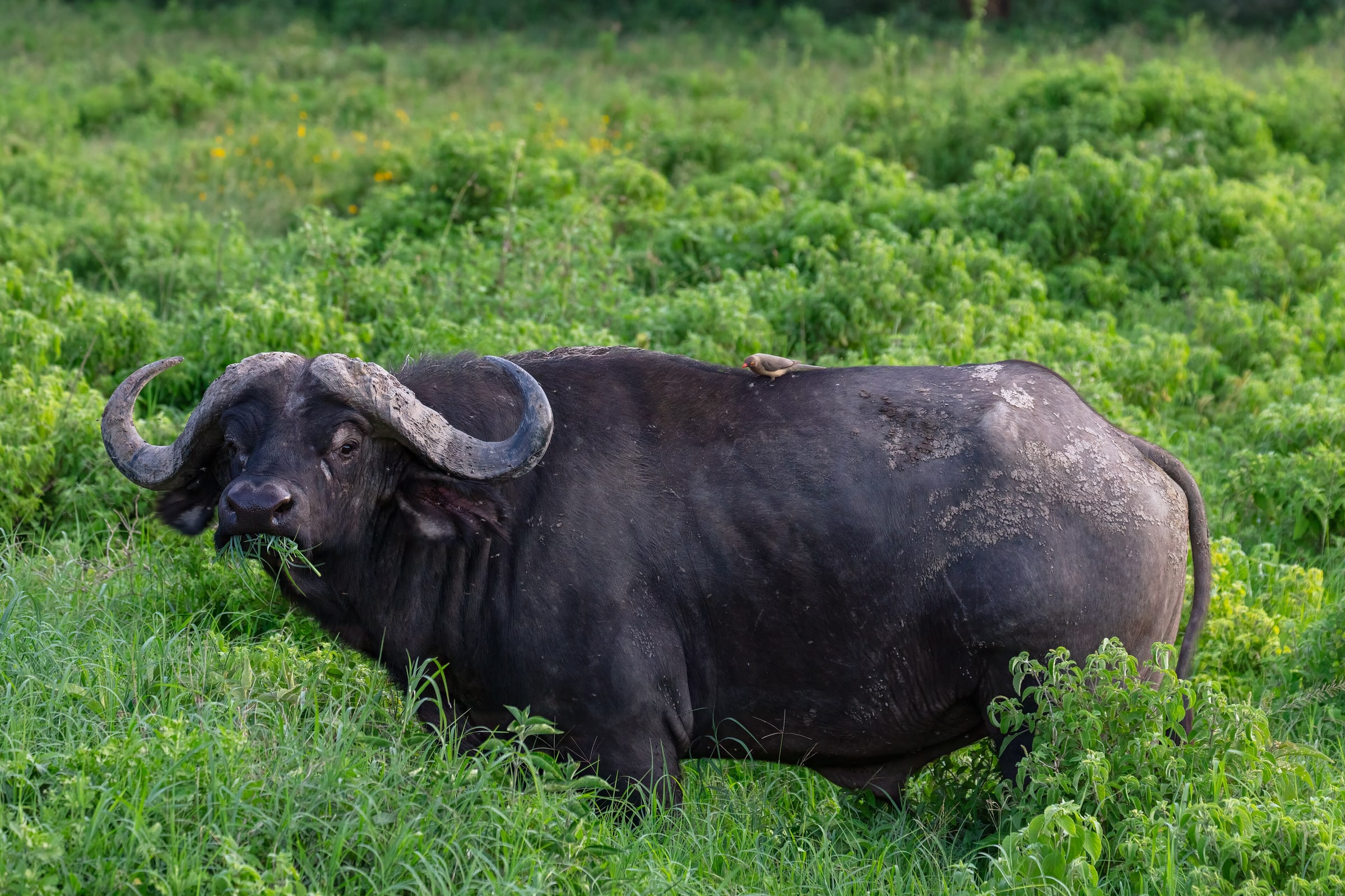 Lake Nakuru, Kenya