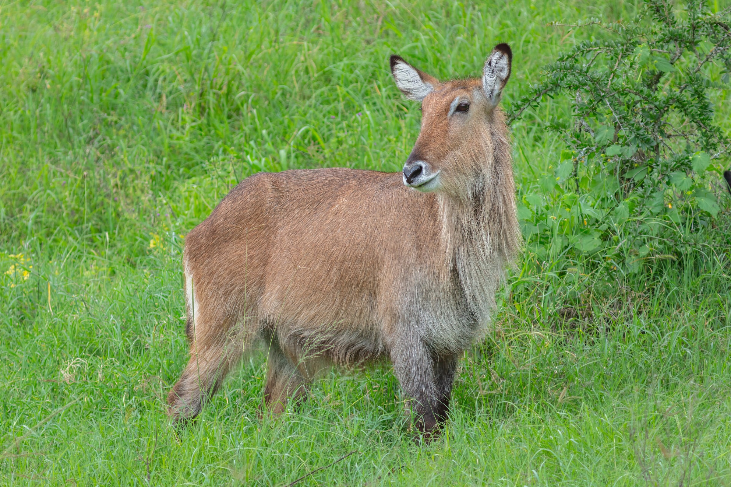 Female Waterbuck ( Kobus ellipsiprymnus ), Lake Nakuru National Park, Kenya.