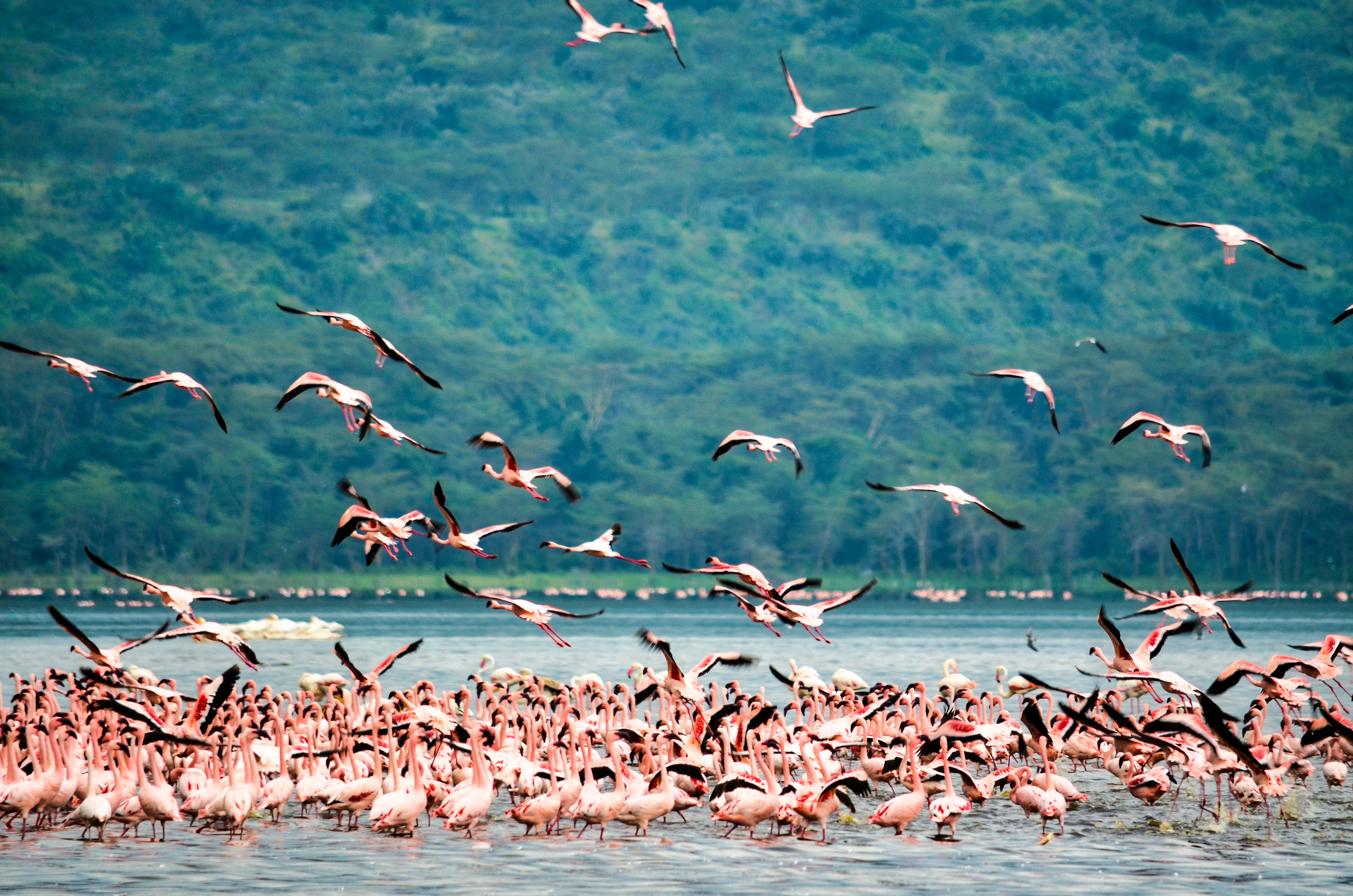 Flamingos on Lake Nakuru, Kenya