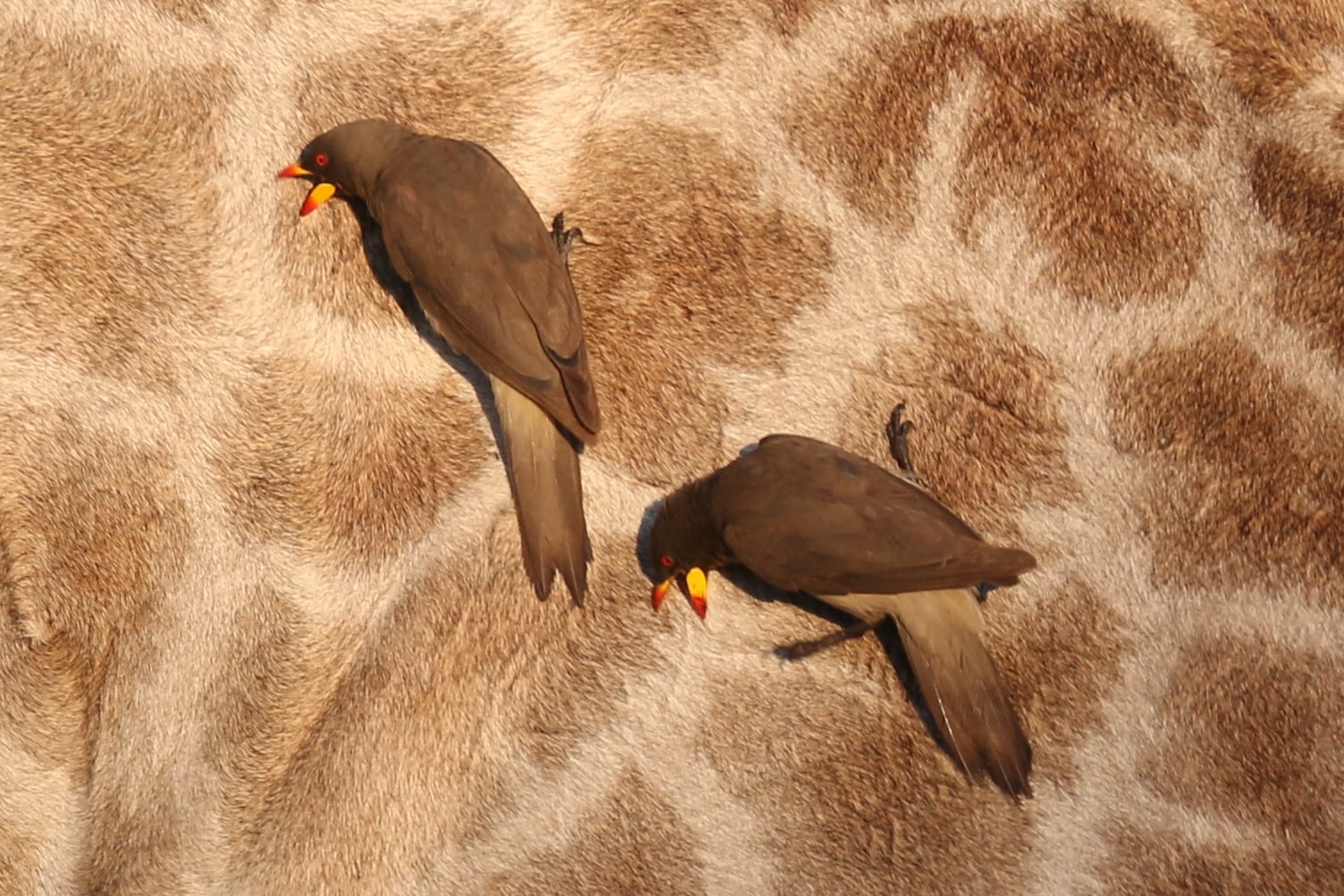 Yellow-billed Oxpeckers Buphagus africanus cleaning a Giraffe, Linyanti, Caprivi, Namibia.