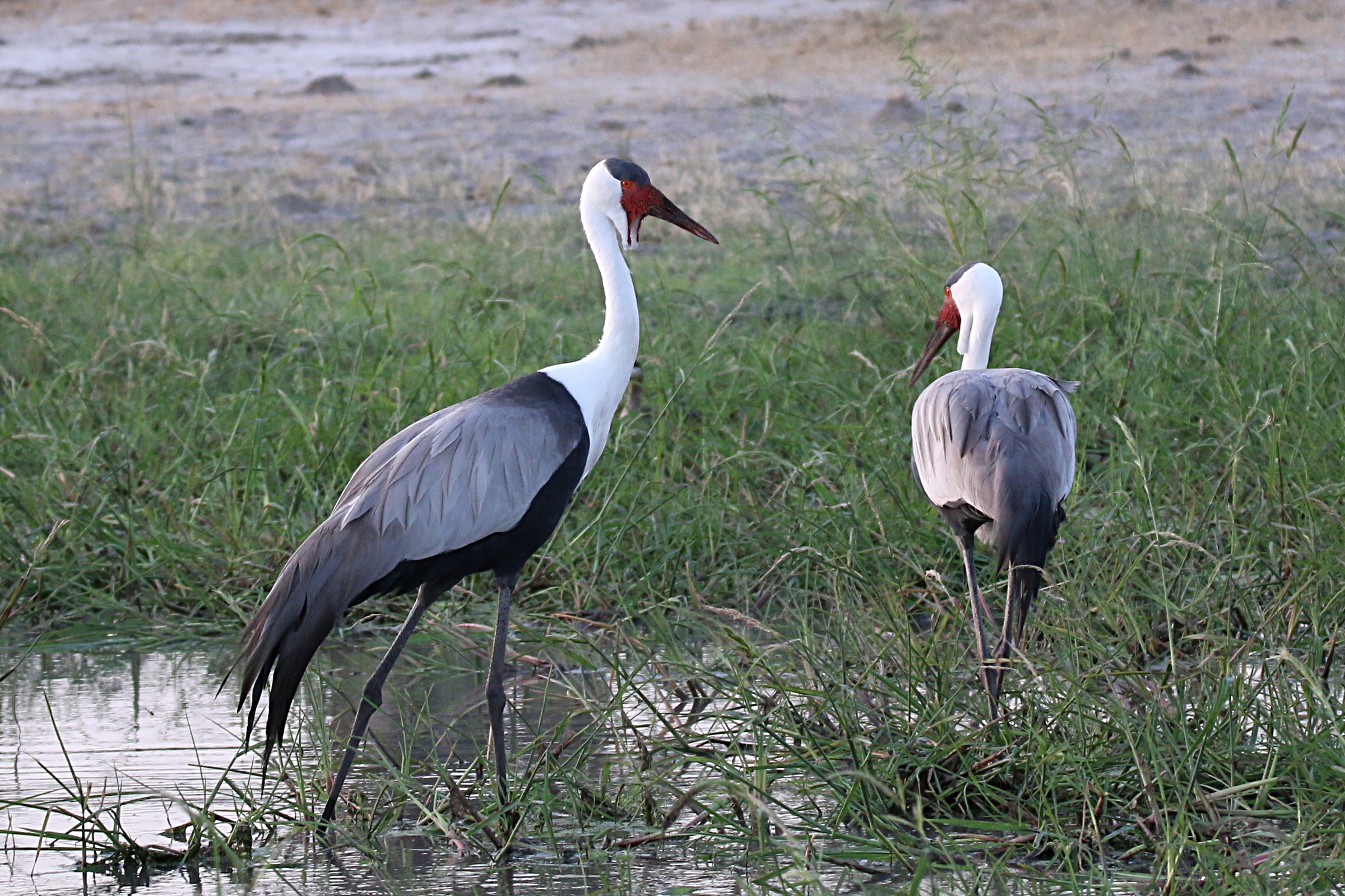 Wattled Crane Grus carunculata , Linyanti, Caprivi, Namibia.