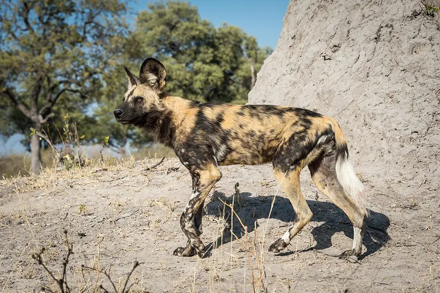 African wild dogs at a tented camp in Linyanti, Botswana