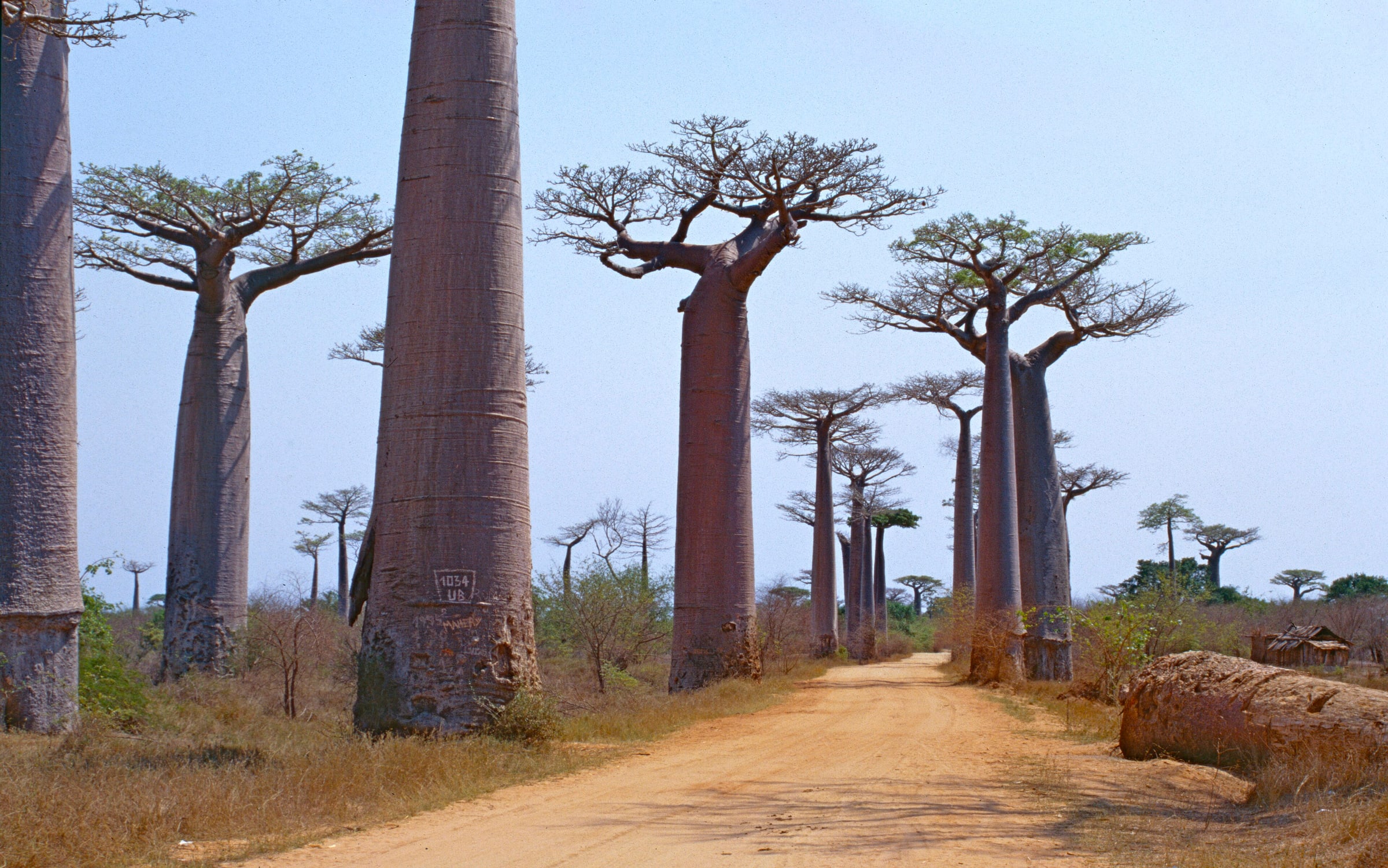 North of Morondava, MADAGASCAR Scanned Slide from 1998