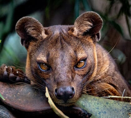 A fossa in Madagascar