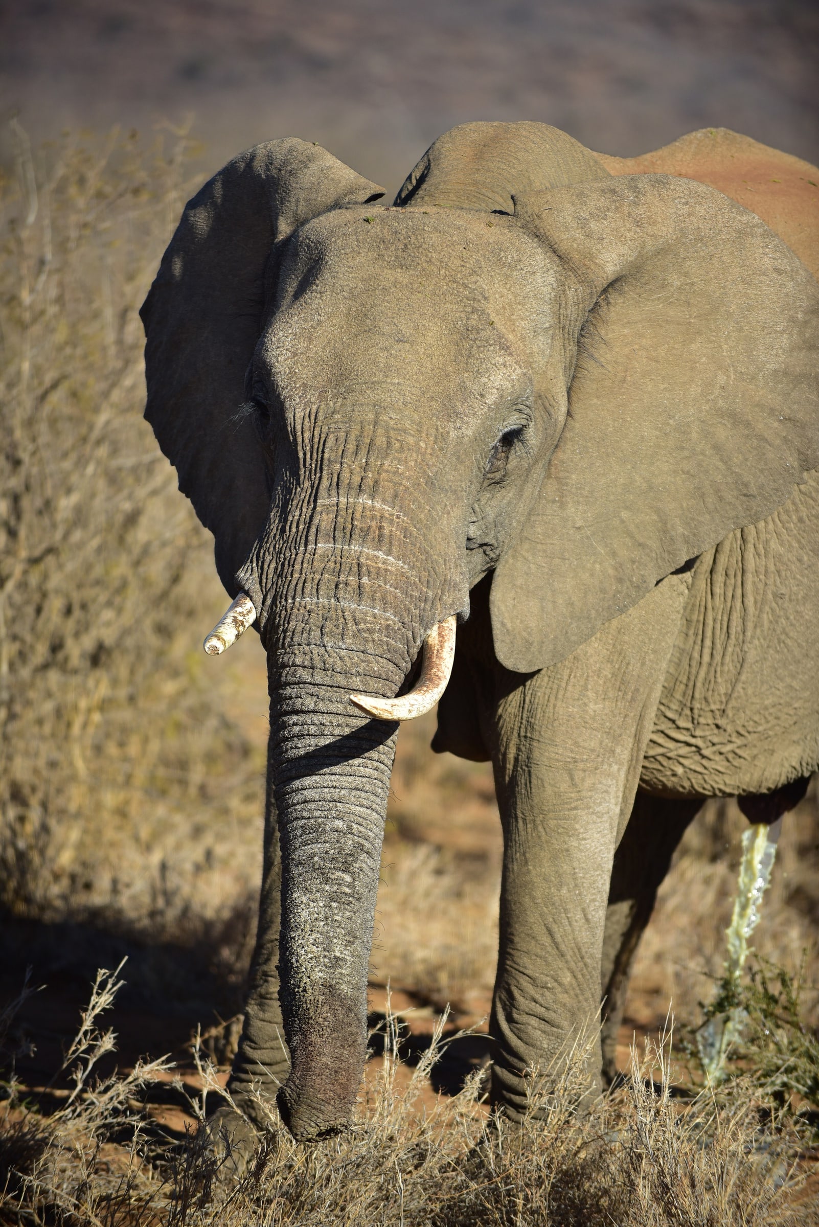Madikwe Game Reserve, South Africa