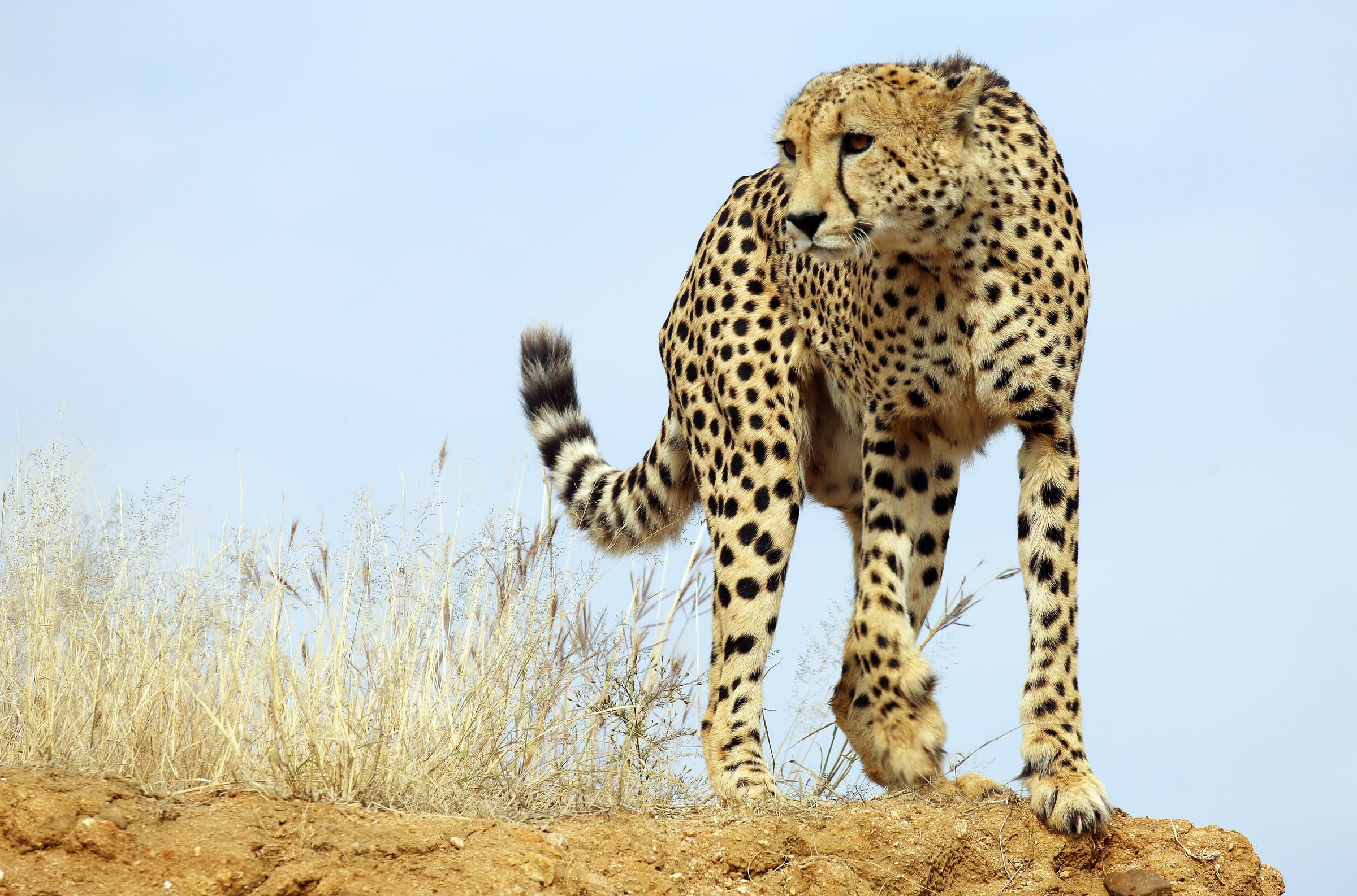 Mosetlha, Madikwe Game Reserve, South Africa