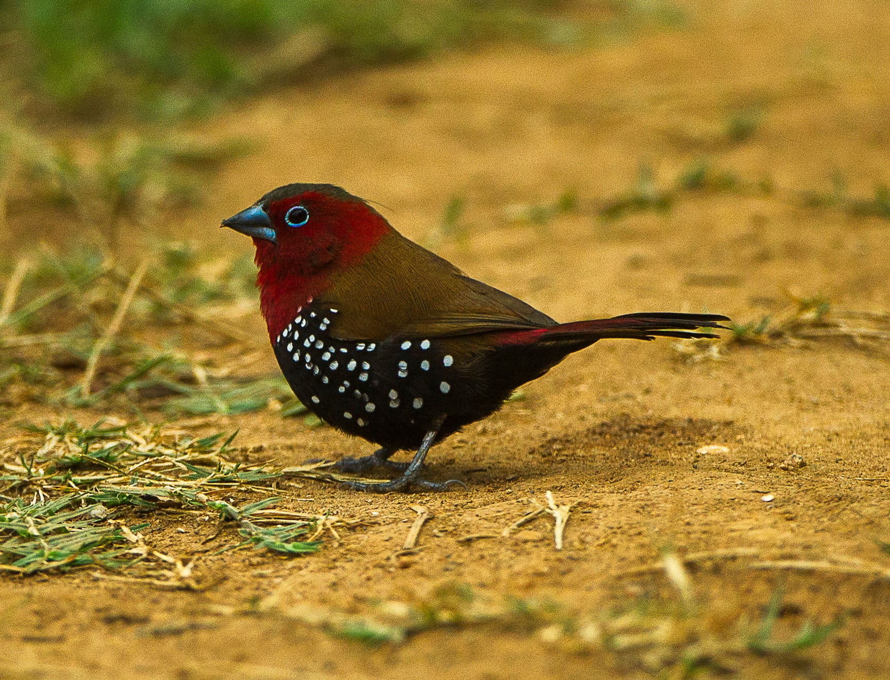 Peter's Twinspot - Malawi_S4E4672