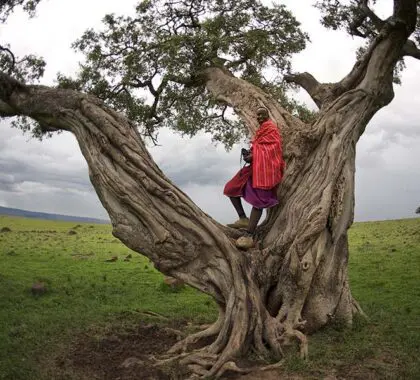 Staff in a tree at Rekero Camp, Masai Mara, Kenya