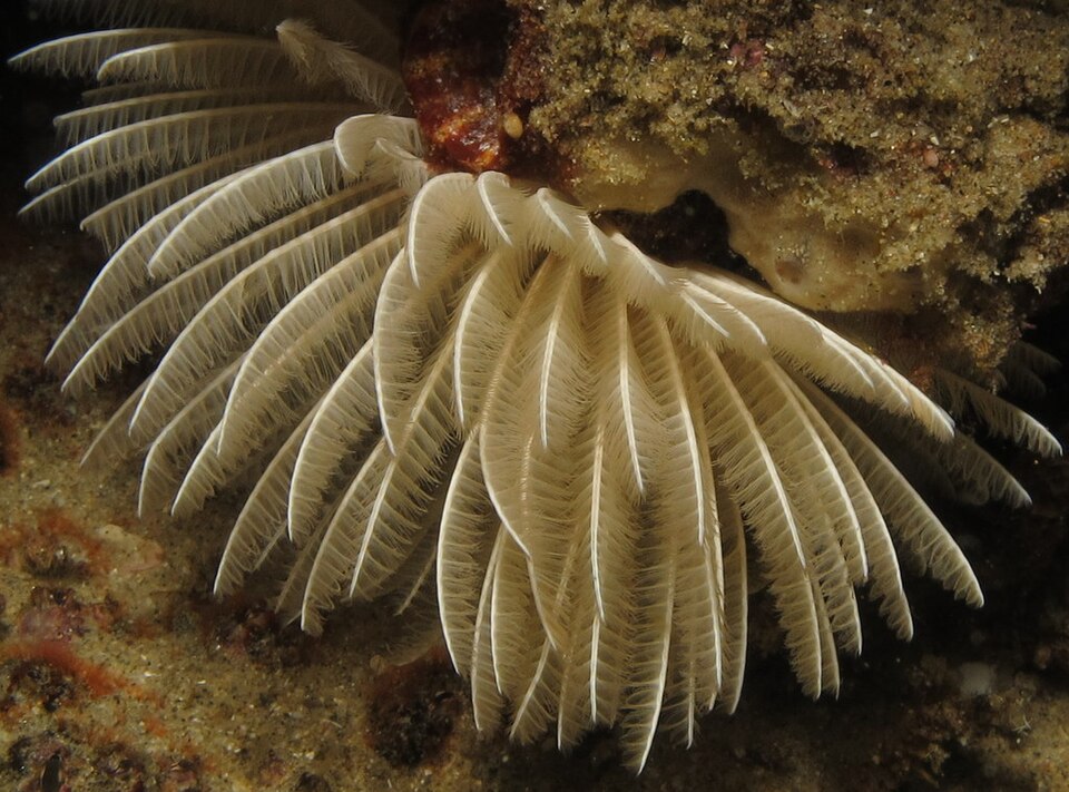 Polychaete worm I presume at Ponta do Ouro, Mozambique