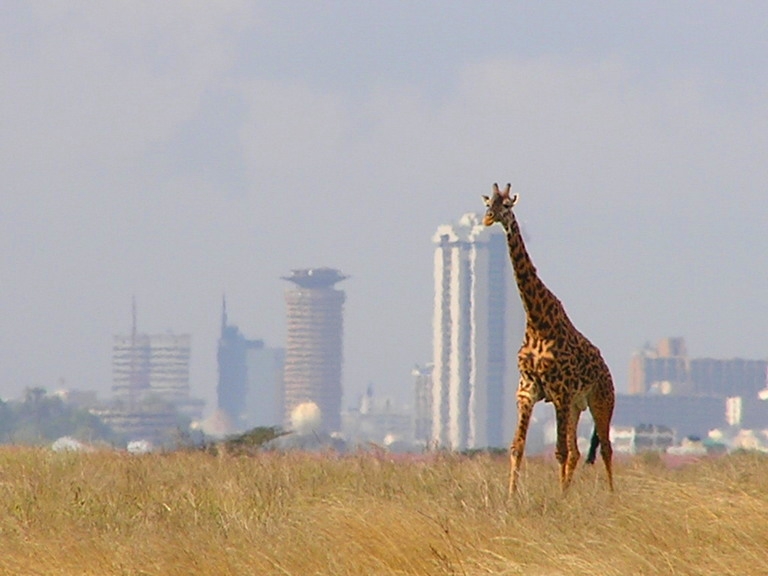 A giraffe with the Nairobi skyline behind it, in Nairobi National Park