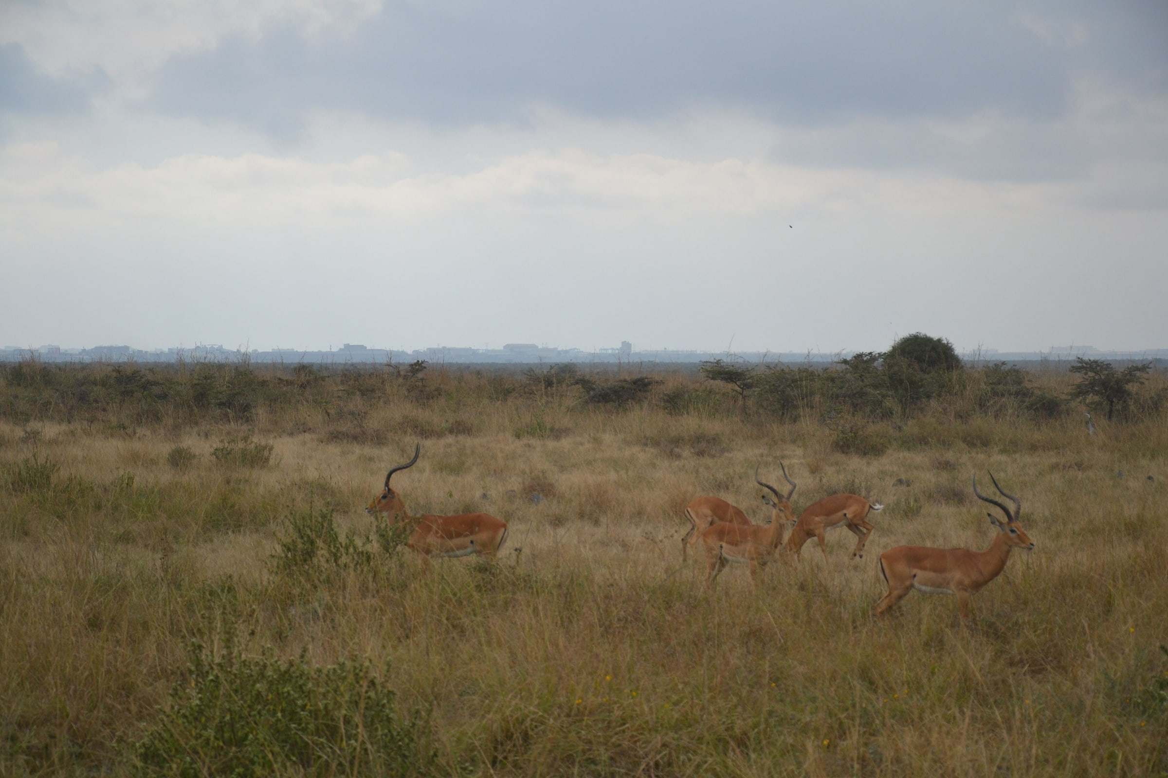 2 Antelopes standing and 2 fighting at Nairobi National Park