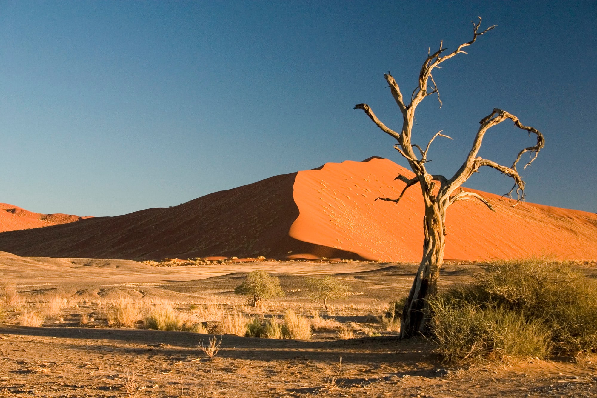 Camel Thorn Tree ( Acacia erioloba ) in Sossusvlei region, Namib-Naukluft National Park, Namib Desert, Namibia, Africa.