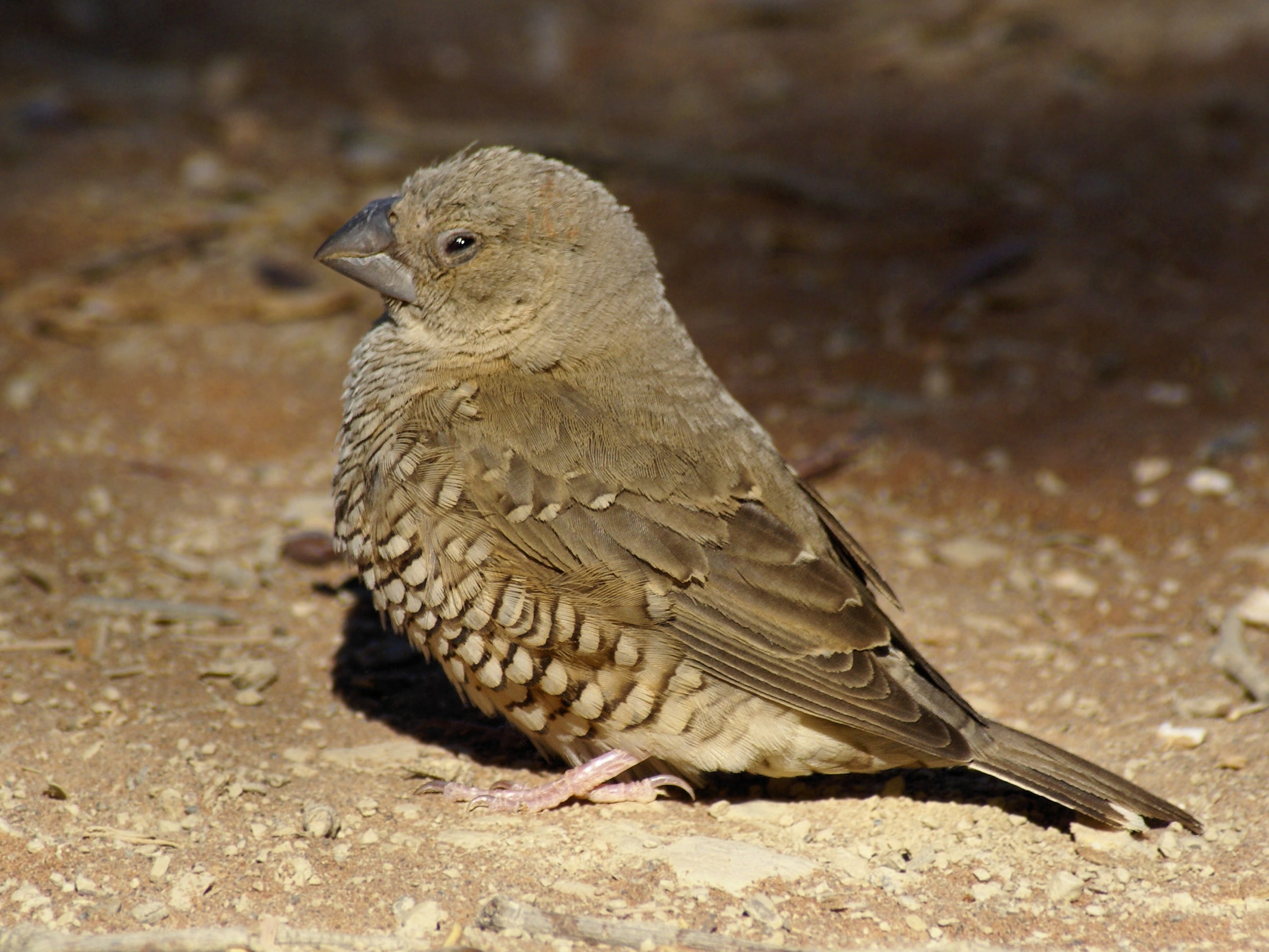 ♀ Red-headed Finch , at Sossusvlei, Namib desert, Namibia