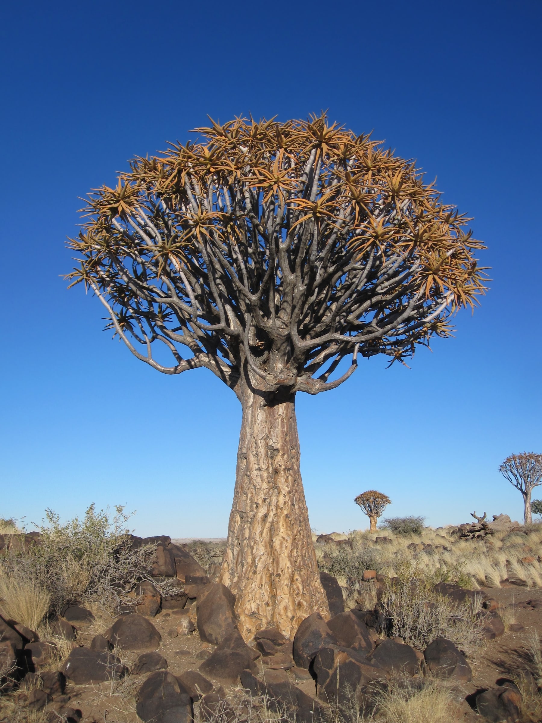 A Quiver tree (also known as Kokerboom) in Keetmanshoop, Namibia.